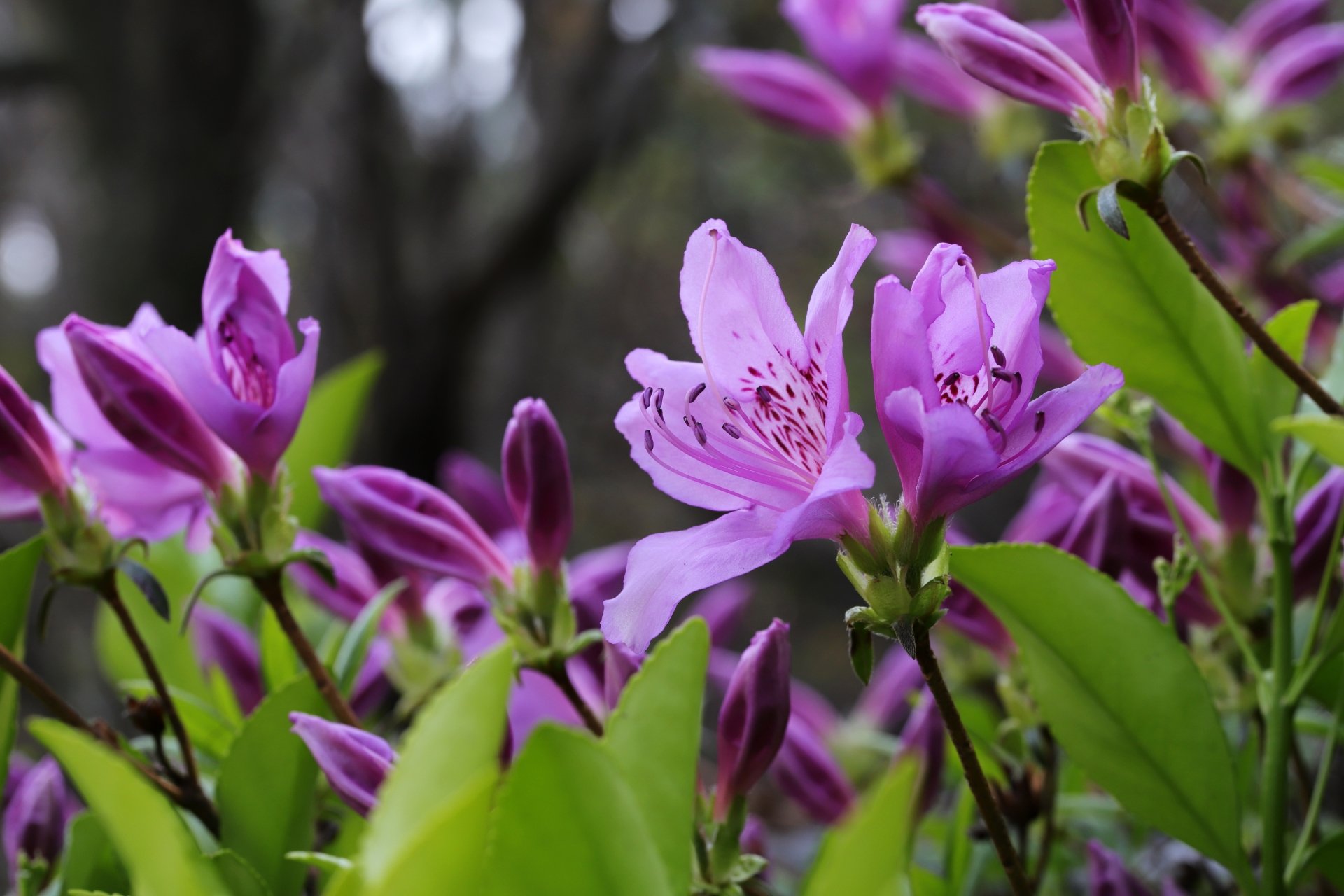 purple flower nature azalea Image