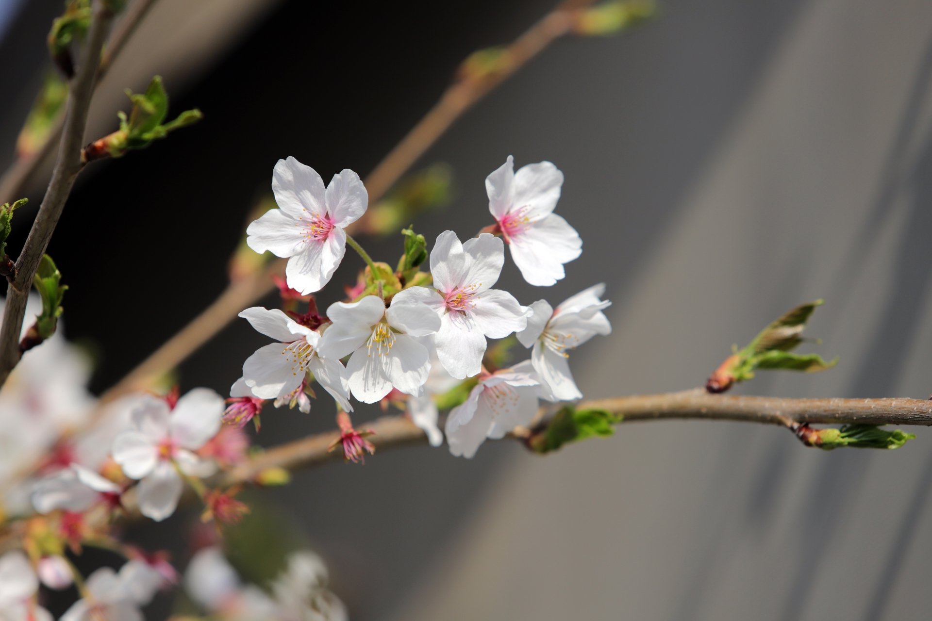spring branch nature blossom Image