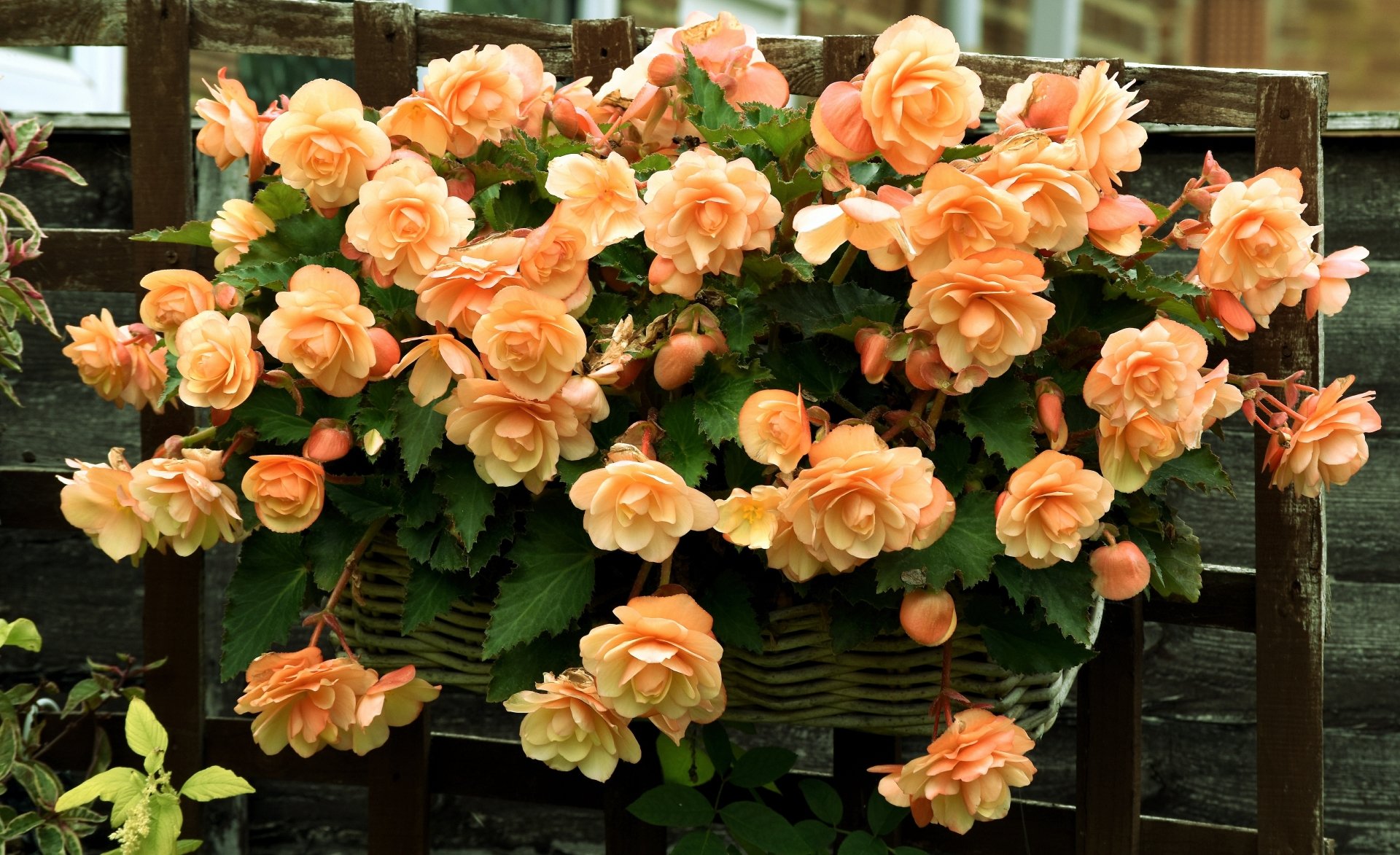 begonia orange flower basket nature flower Image