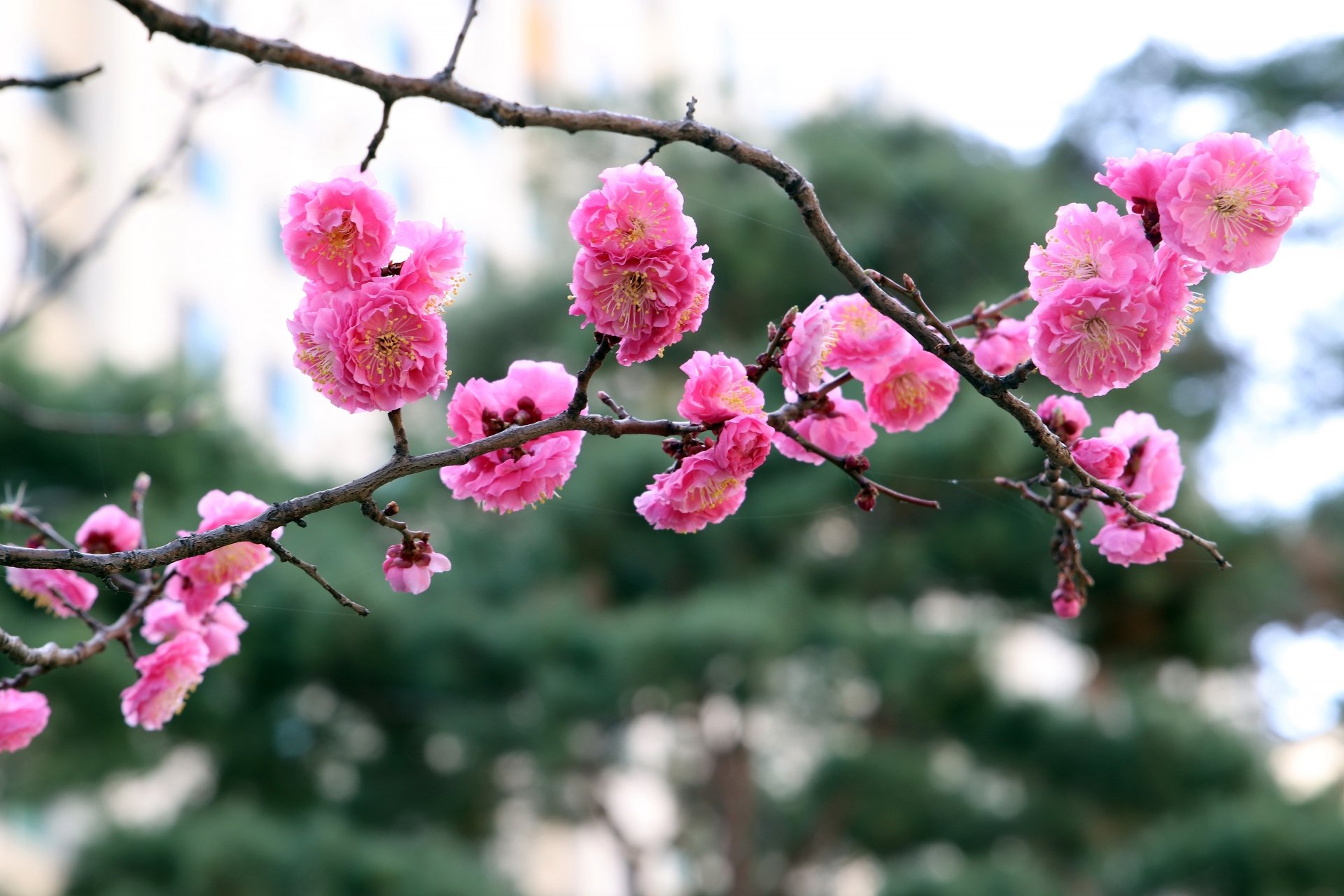 blossom pink flower spring branch nature sakura Image