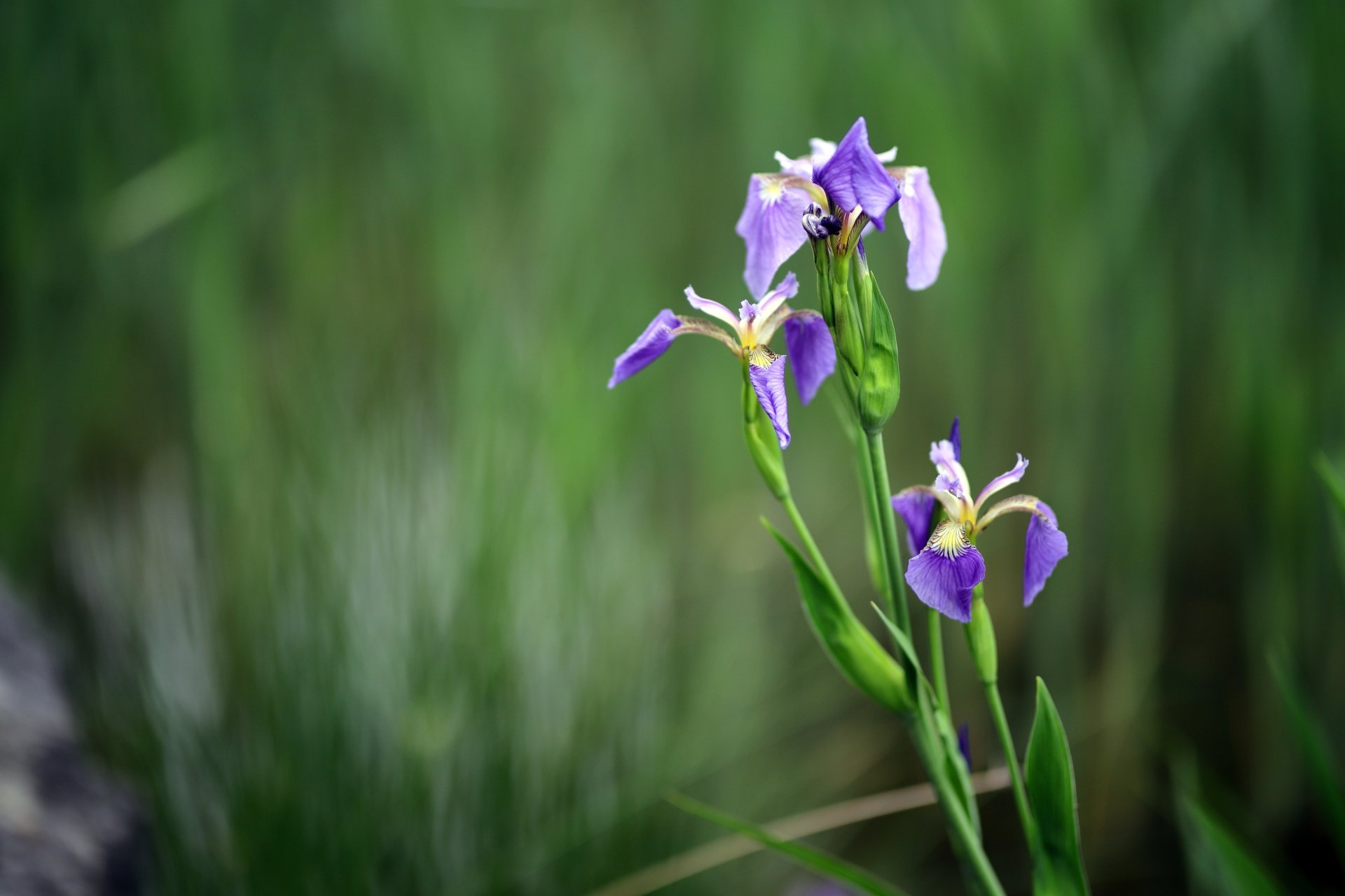 flower spring blur nature iris Image
