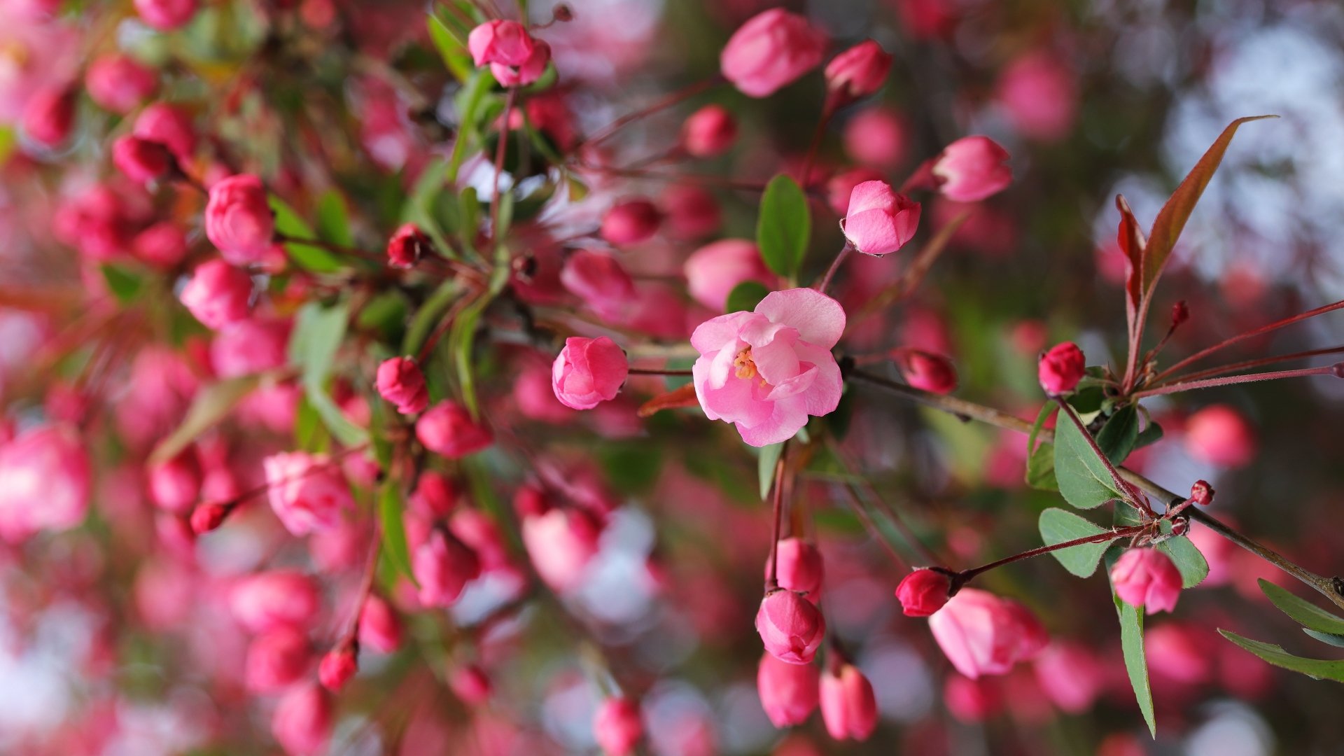 apple blossom pink flower spring branch blur nature blossom Image