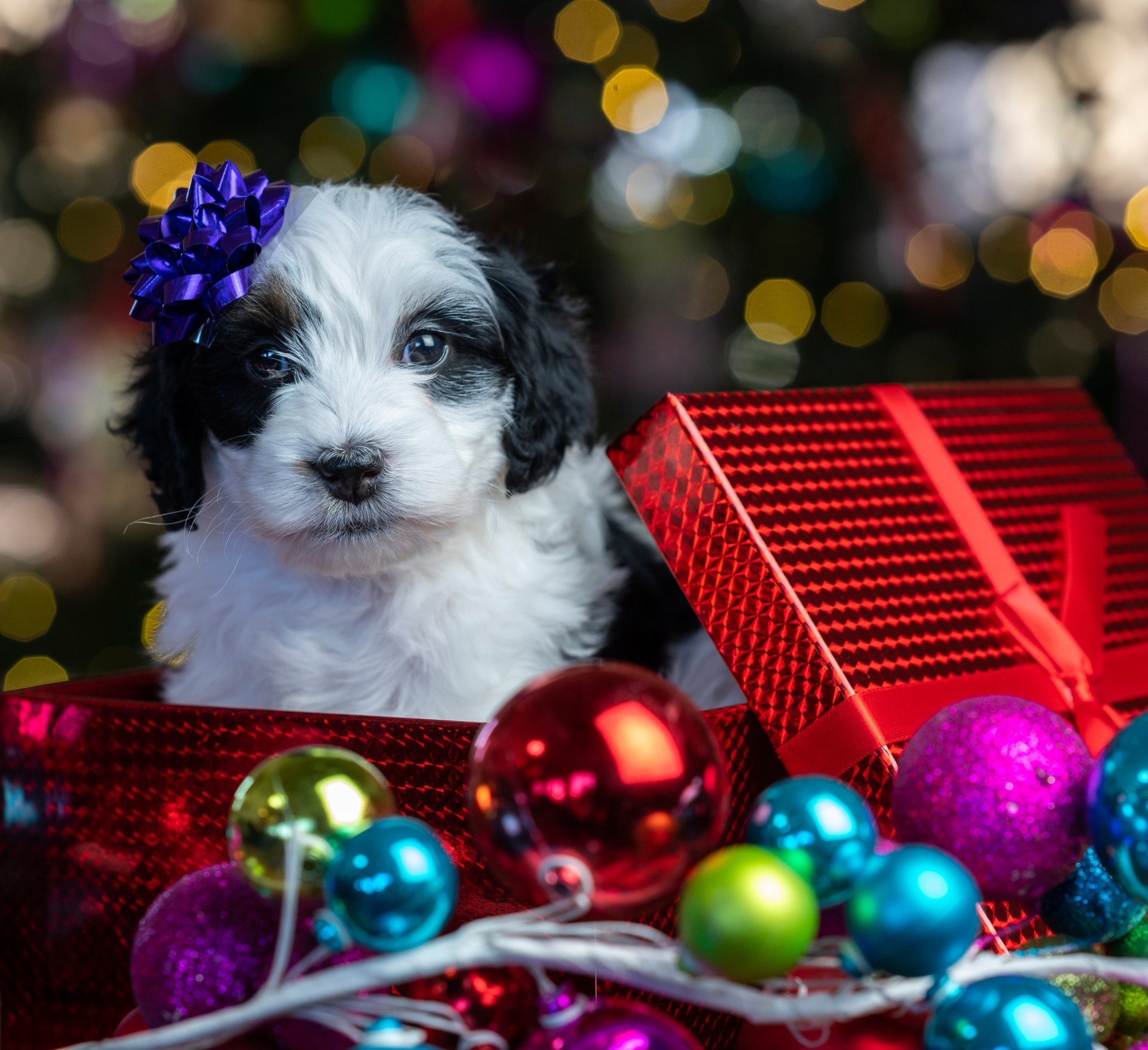Christmas baby animal dog Animal puppy Christmas dog Image
