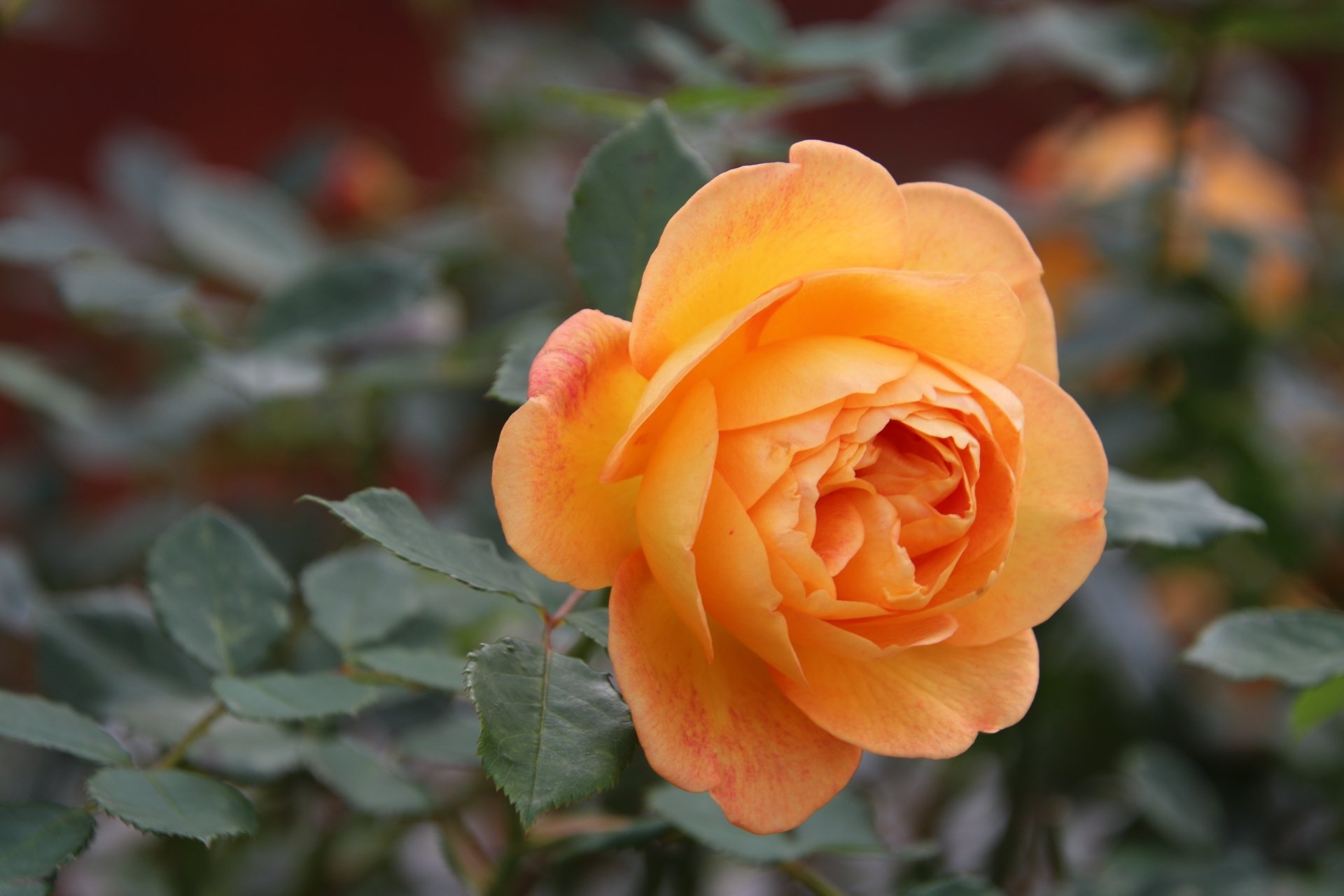 orange flower nature rose Image