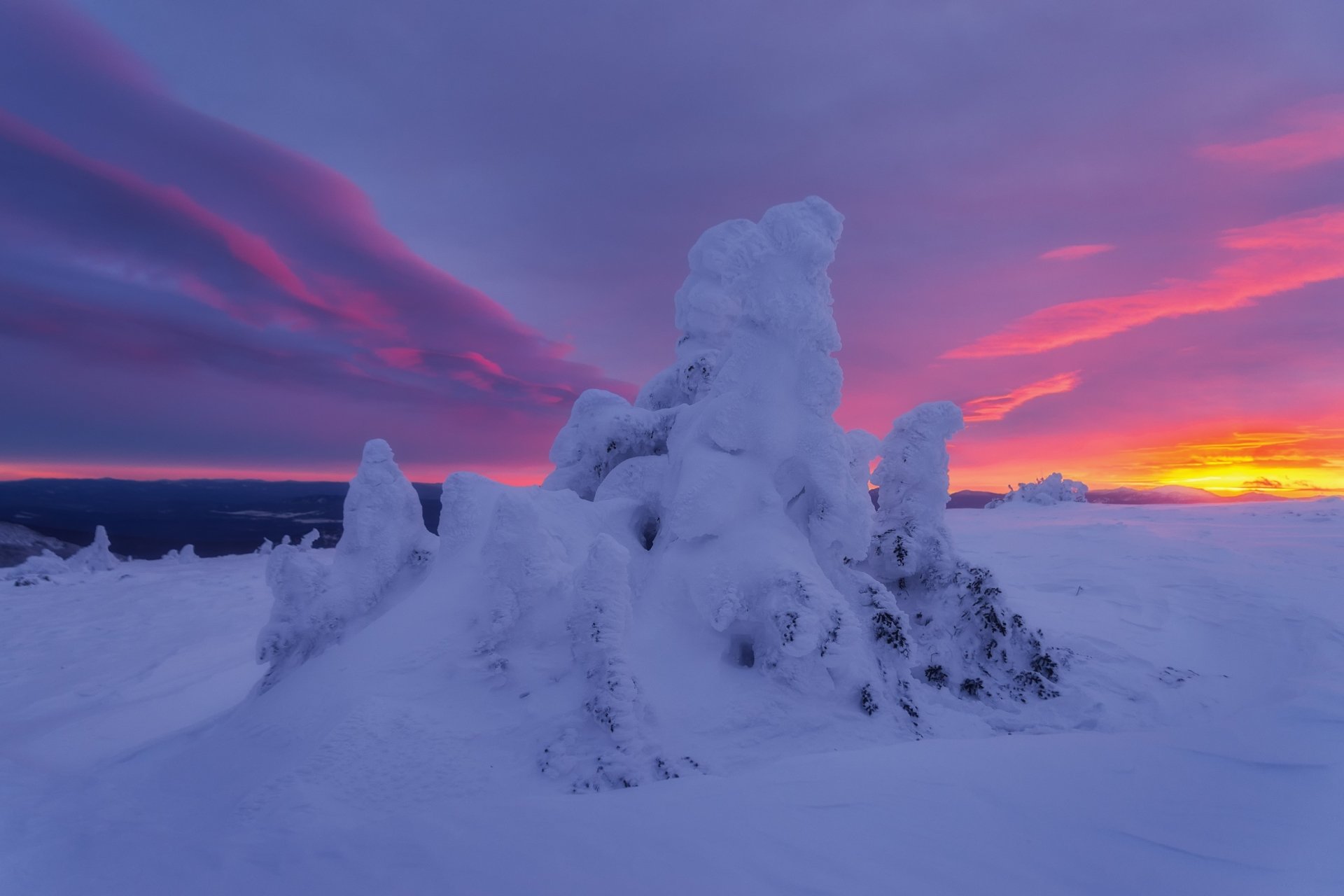 sunset spruce nature snow winter winter sunset Image