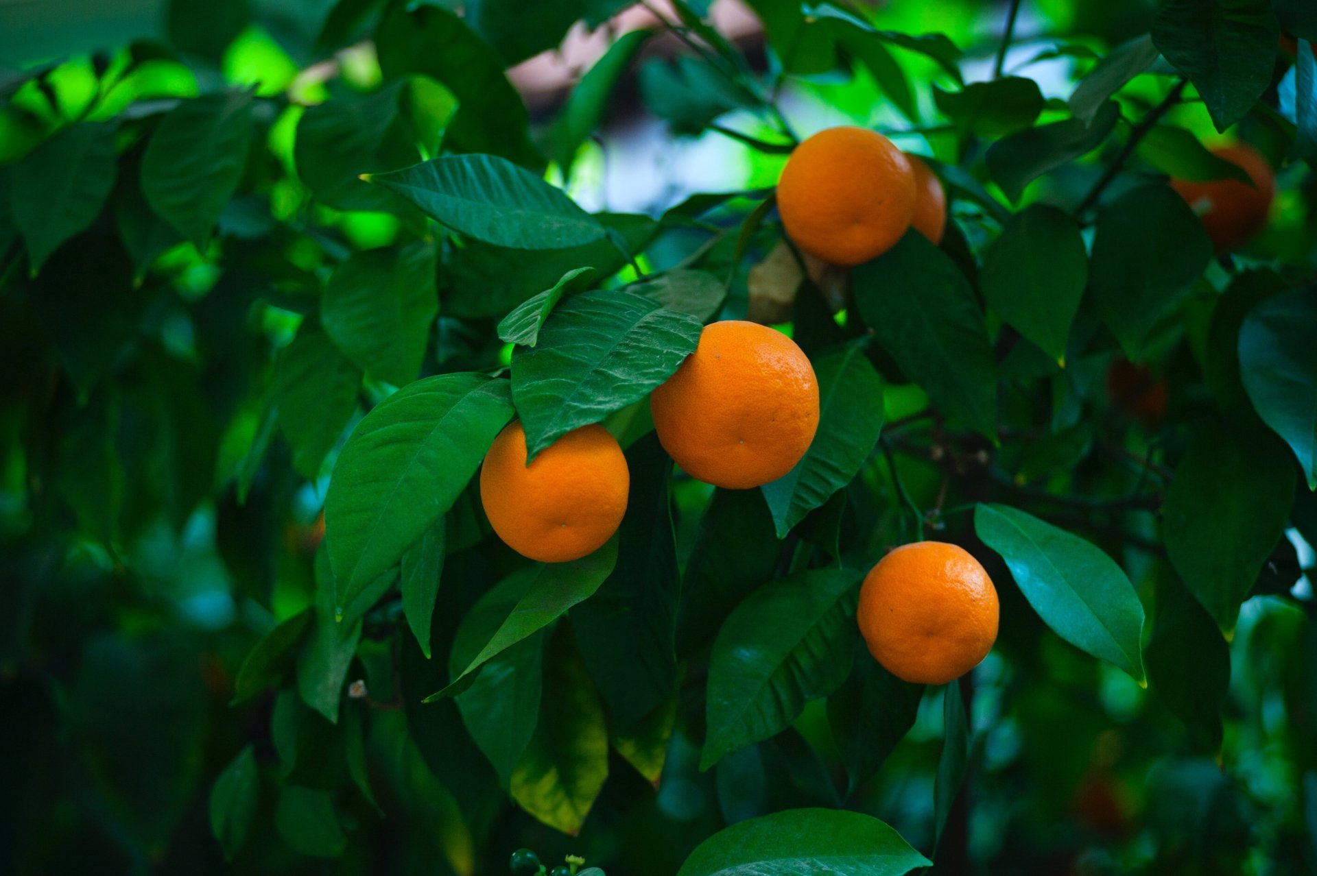Sunlit Mandarins — Fresh Tree‑Ripened Fruit