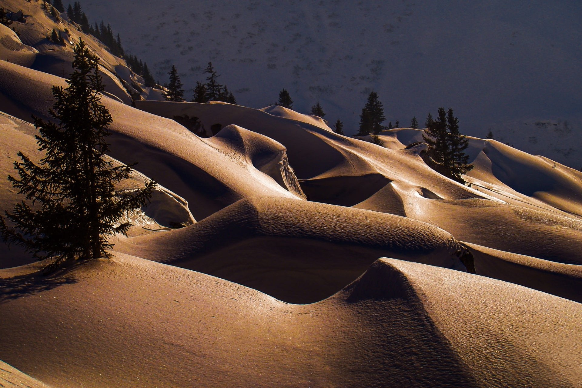 spruce nature snow winter Image