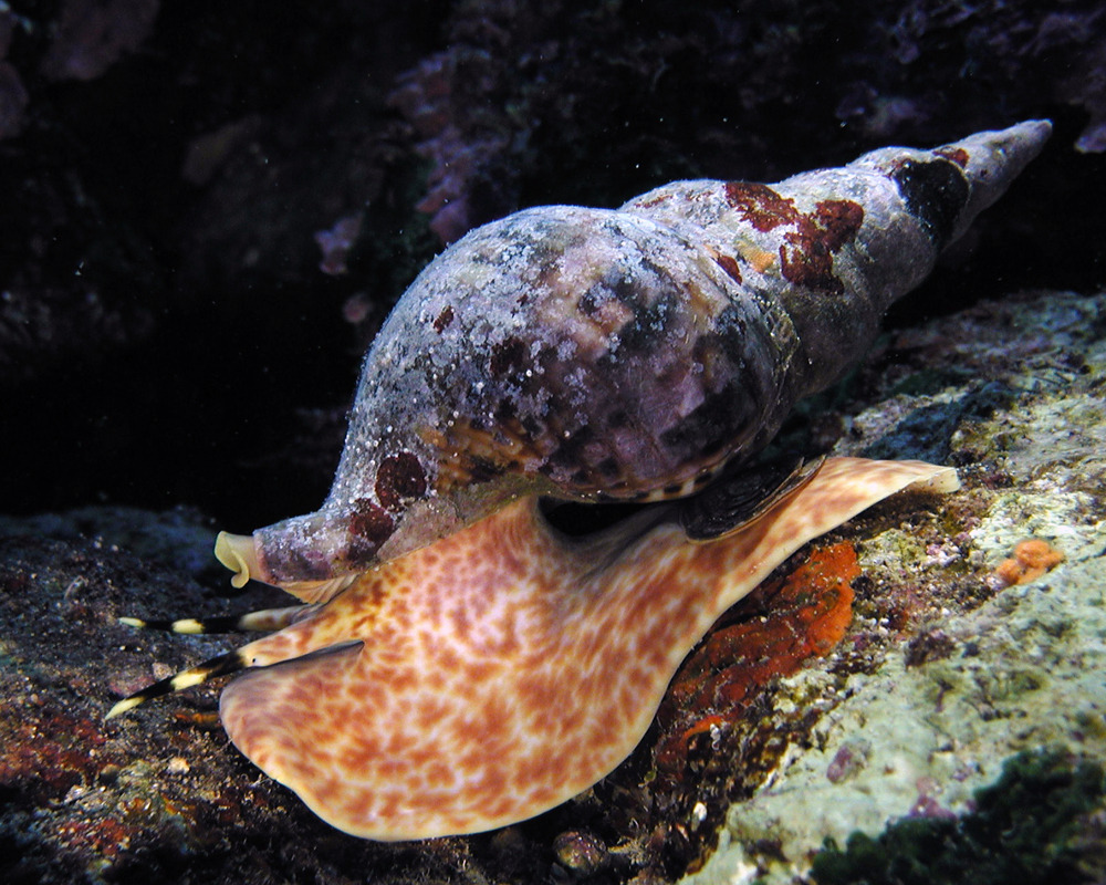 Sea snail Picture by Buceo Virtual - Image Abyss