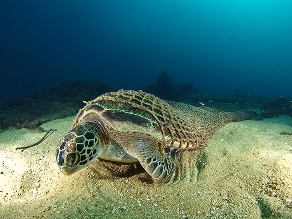 Turtle Picture by Buceo Virtual