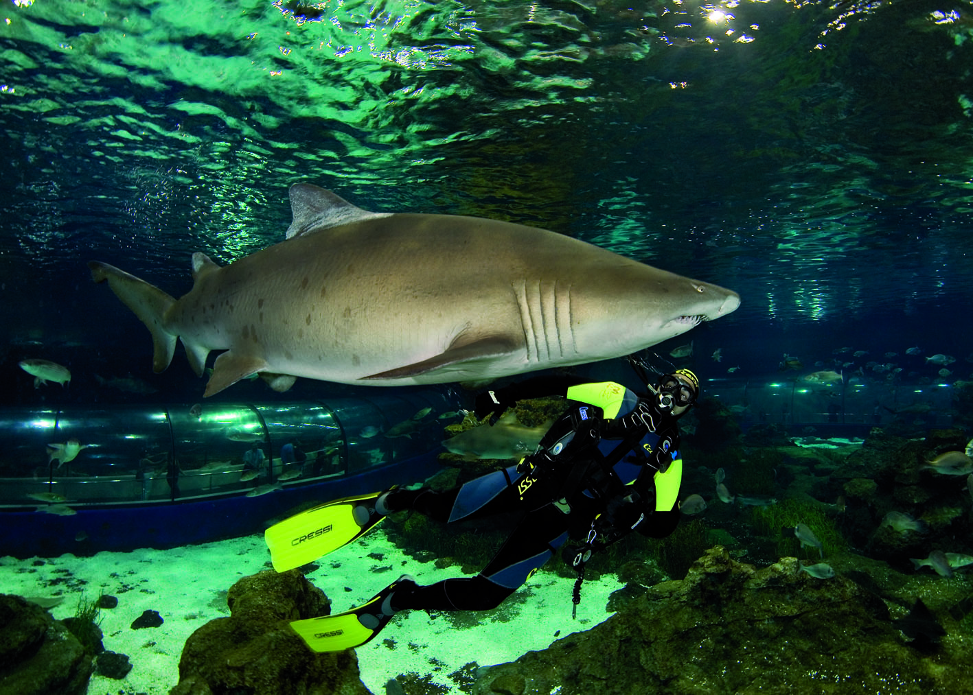 Океанариум барселона. Испания Барселона океанариум. L’Aquarium de Barcelona. Барселонский аквариум Испания. Океанариум в Испании.