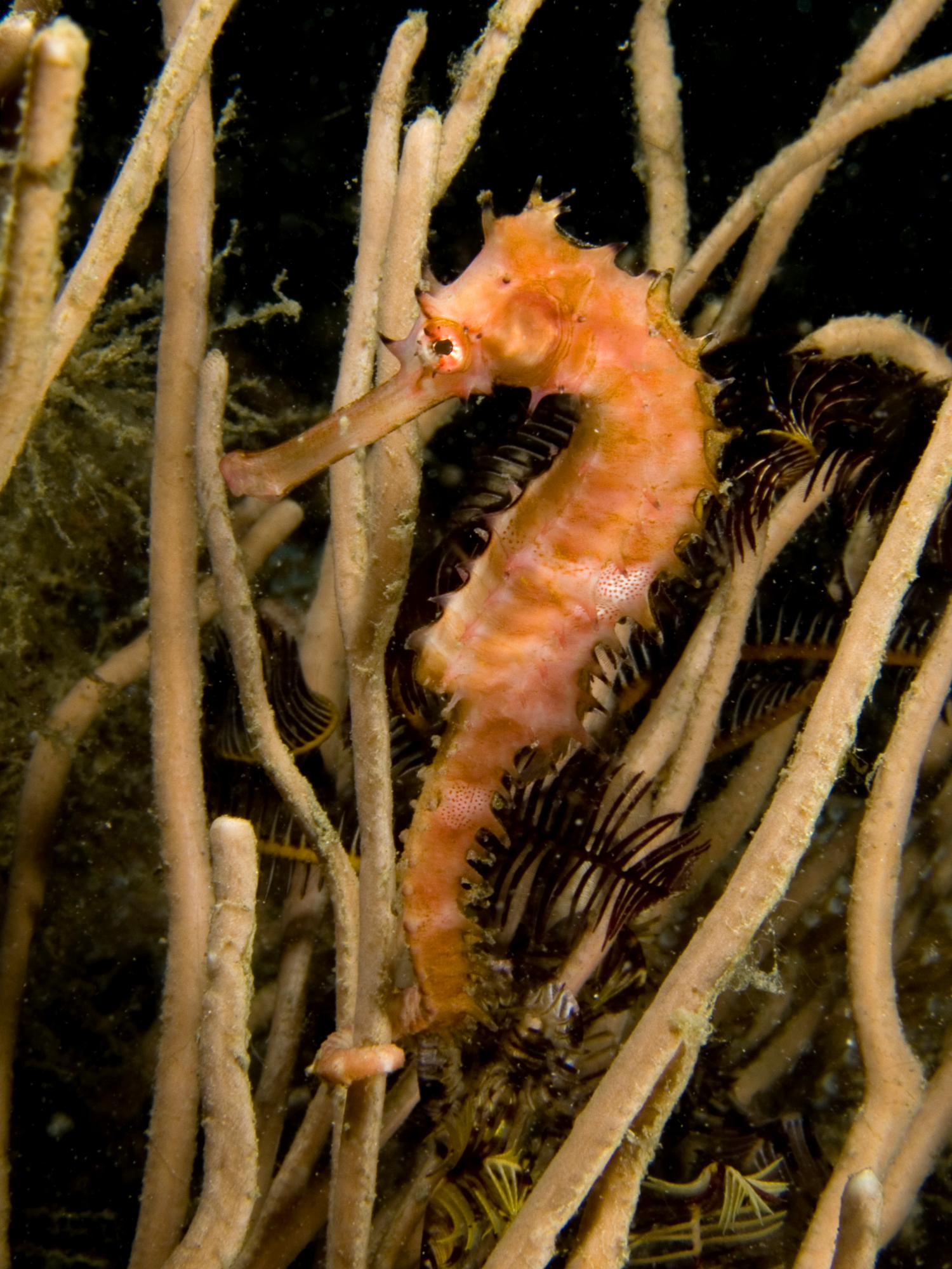 seahorse Picture by Buceo Virtual