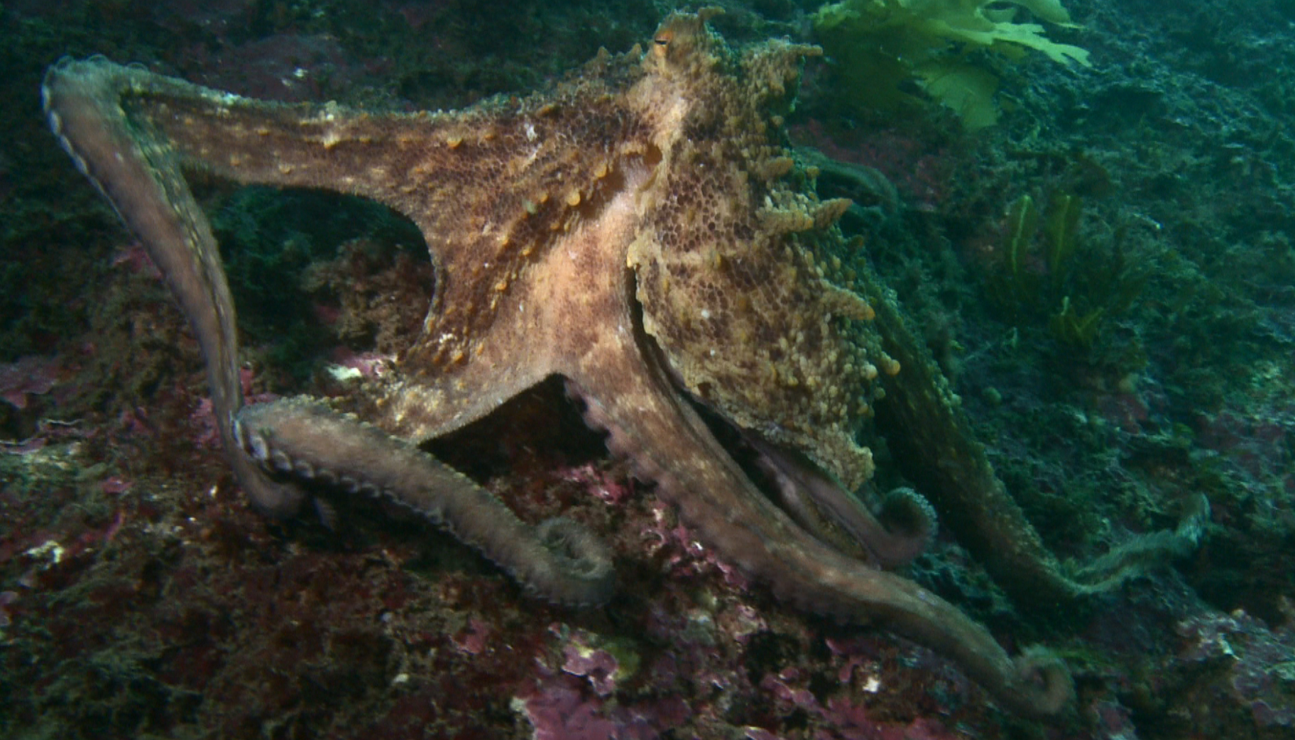 Octopus Picture by Buceo Virtual
