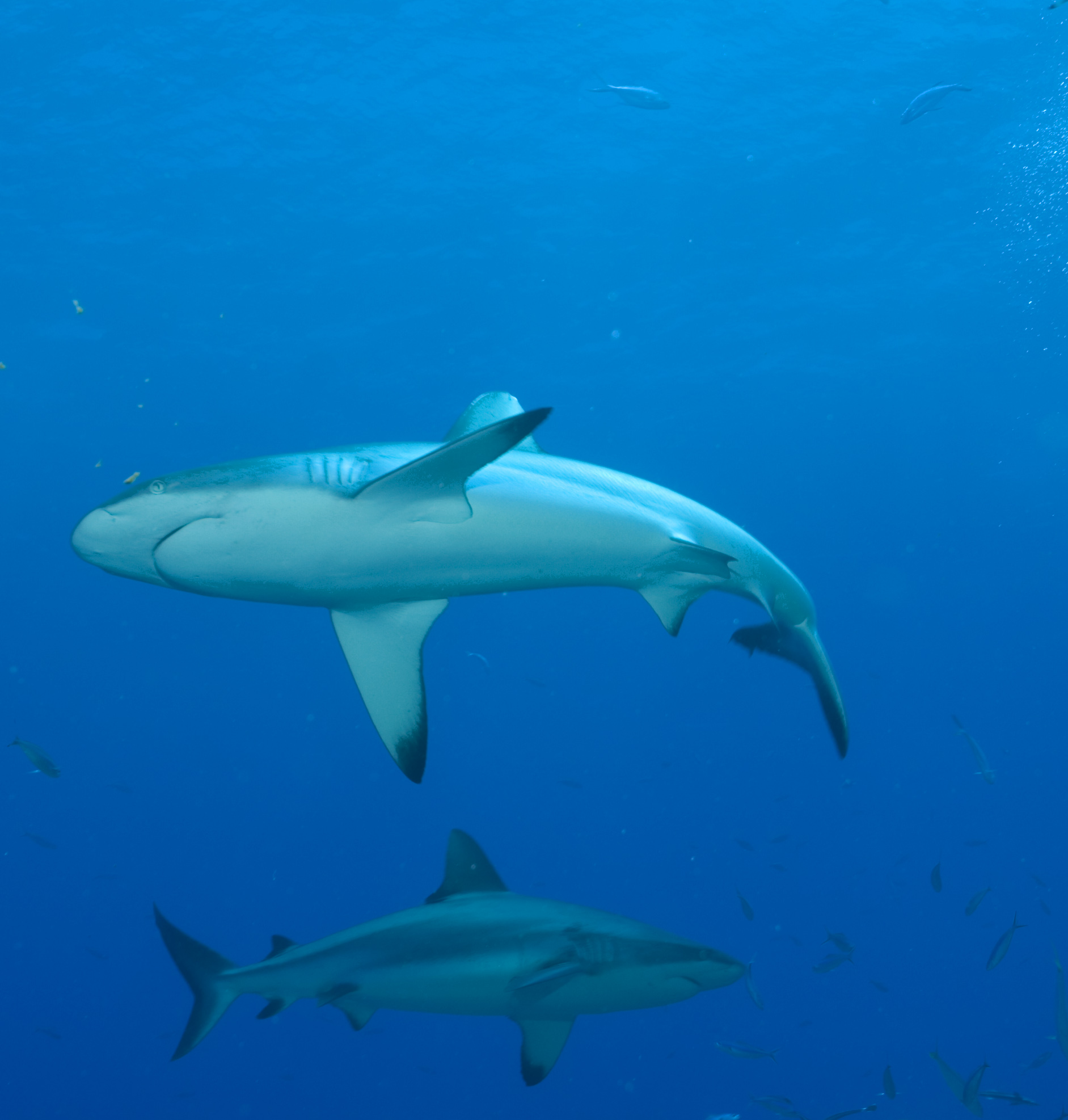 Shark Picture by Buceo Virtual - Image Abyss