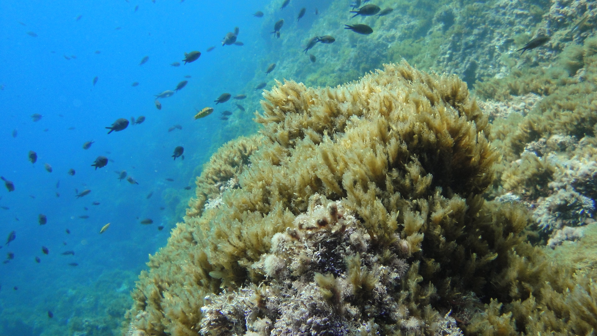 Sea Life Picture by Buceo Virtual - Image Abyss