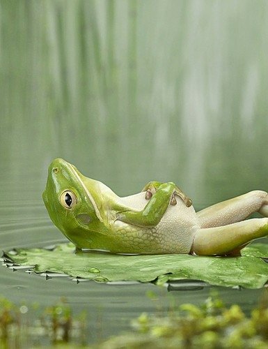  Frog Relaxing