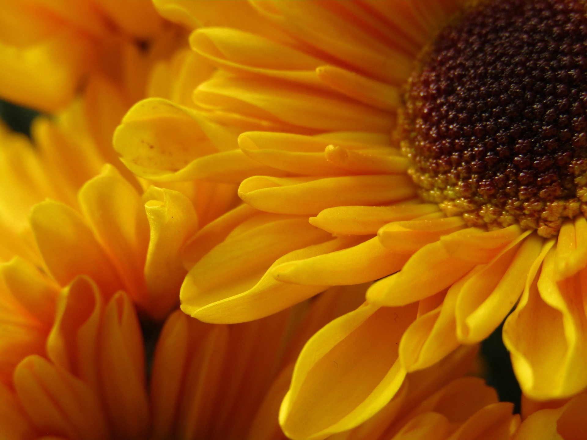  Petals and Florets
