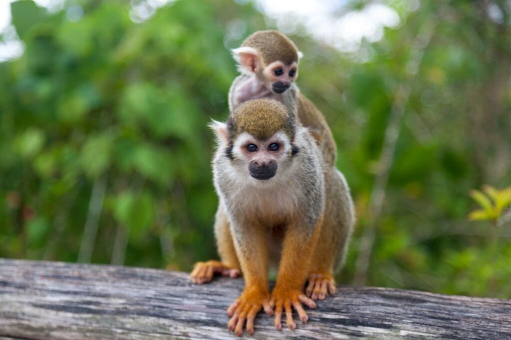 monkey Animal squirrel monkey Image