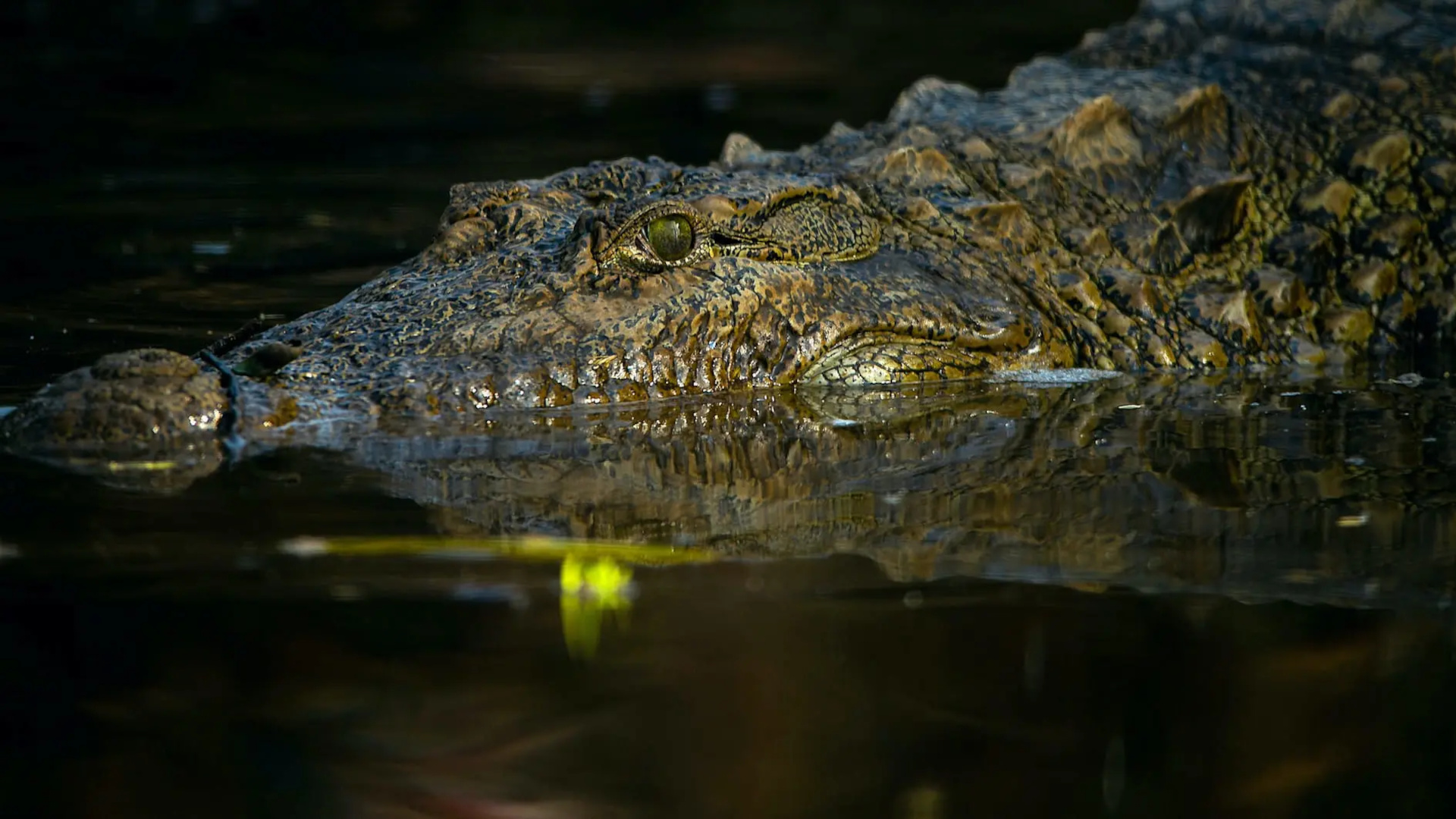 A Saltwater Crocodile in the Karnataka’s Ranganathittu Bird Sanctuary in India