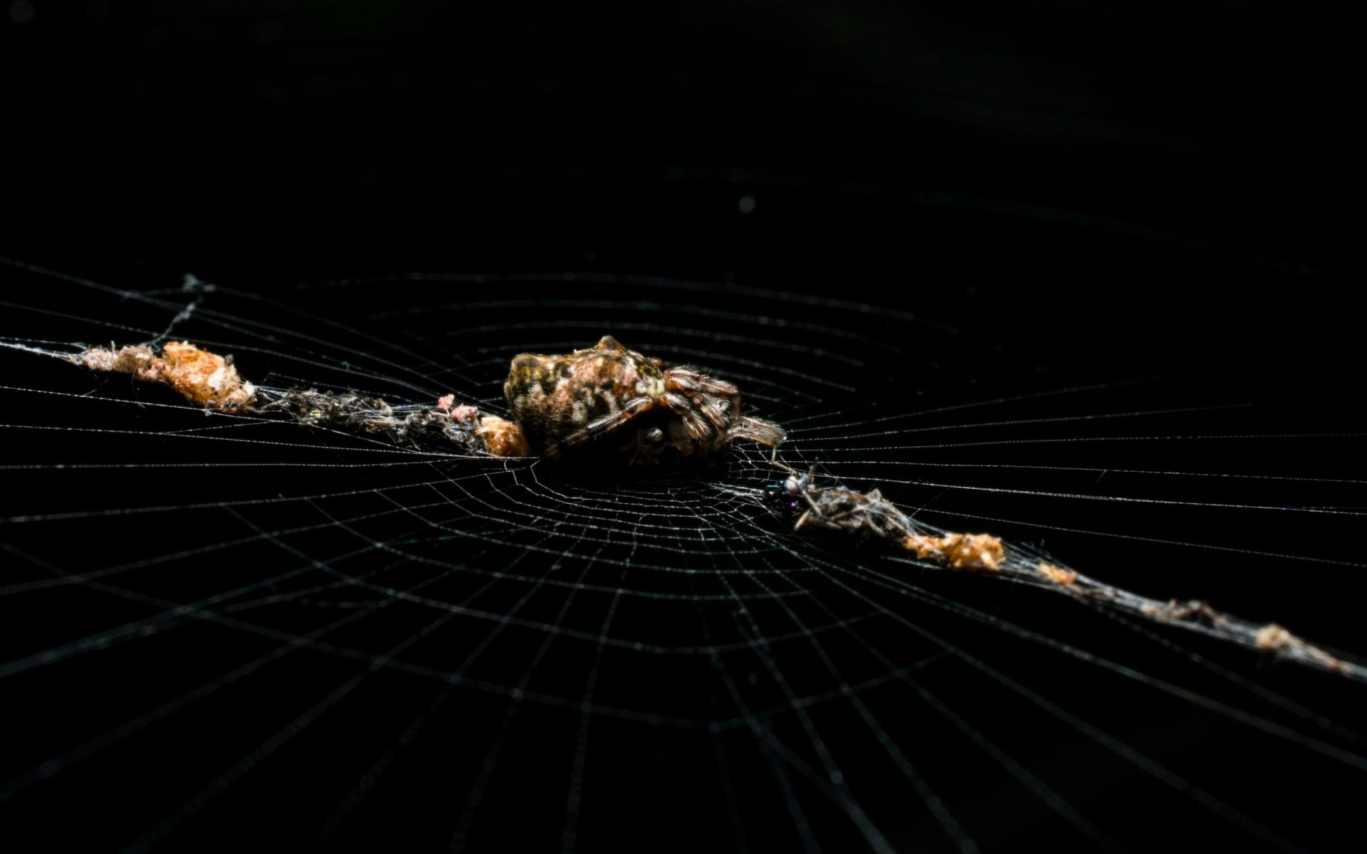  Orb Weaver Spider in her Web with her Prey by Samuel John