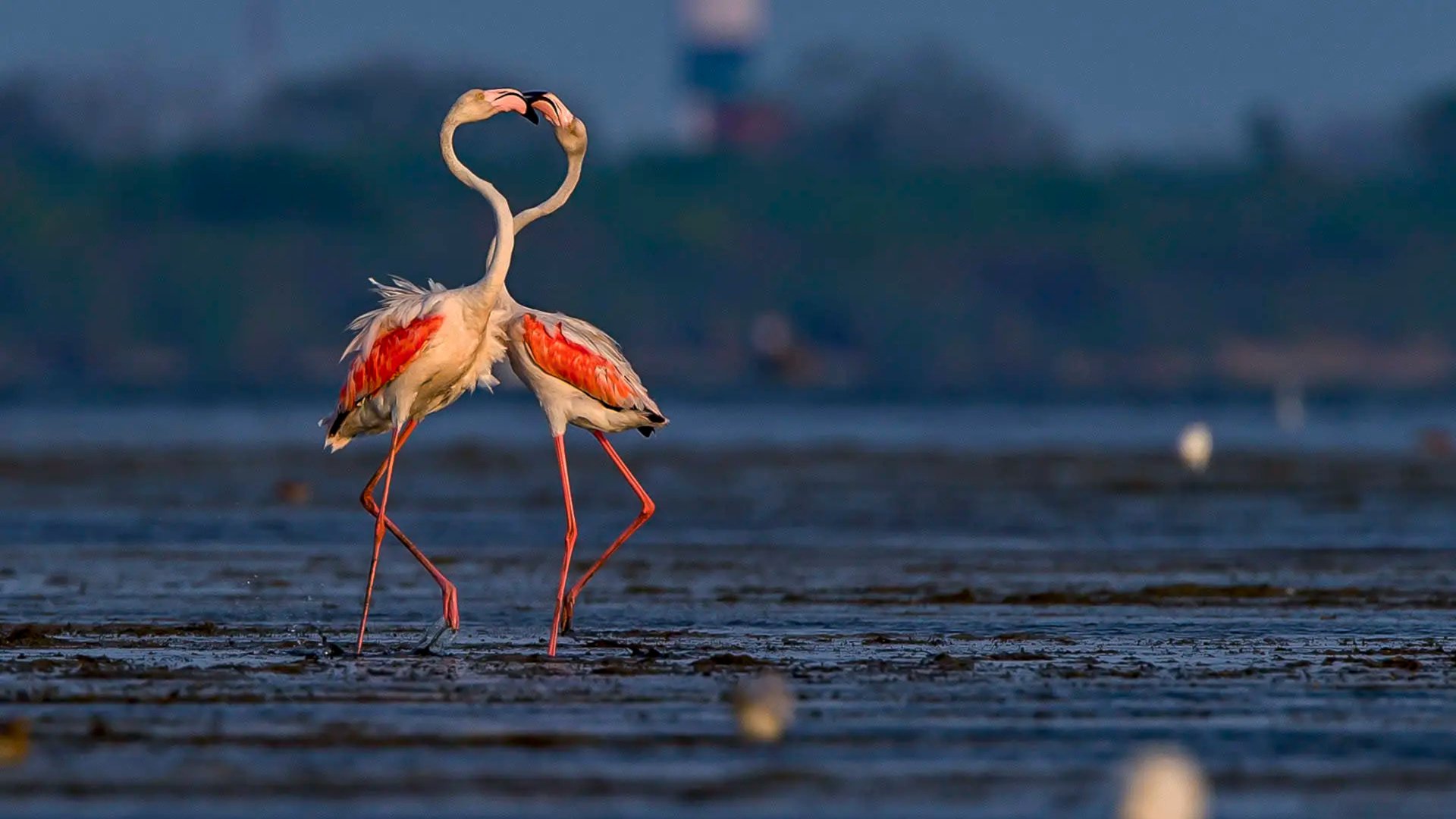  Two Flamingos by Dhritiman Mukherjee