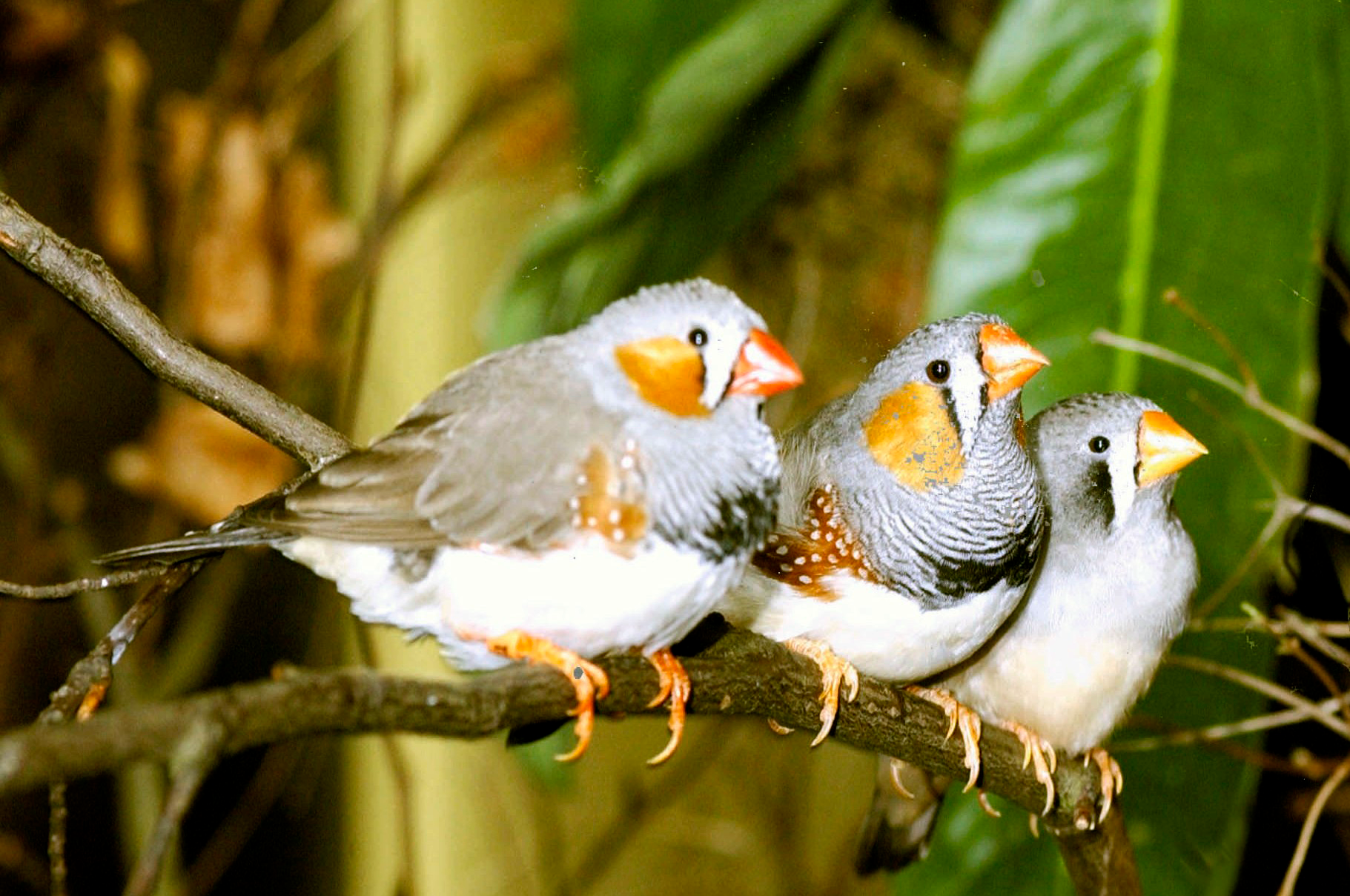Animal finch Image