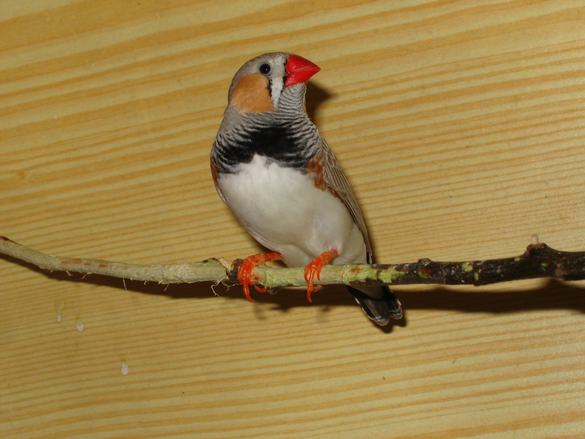 Animal finch Image