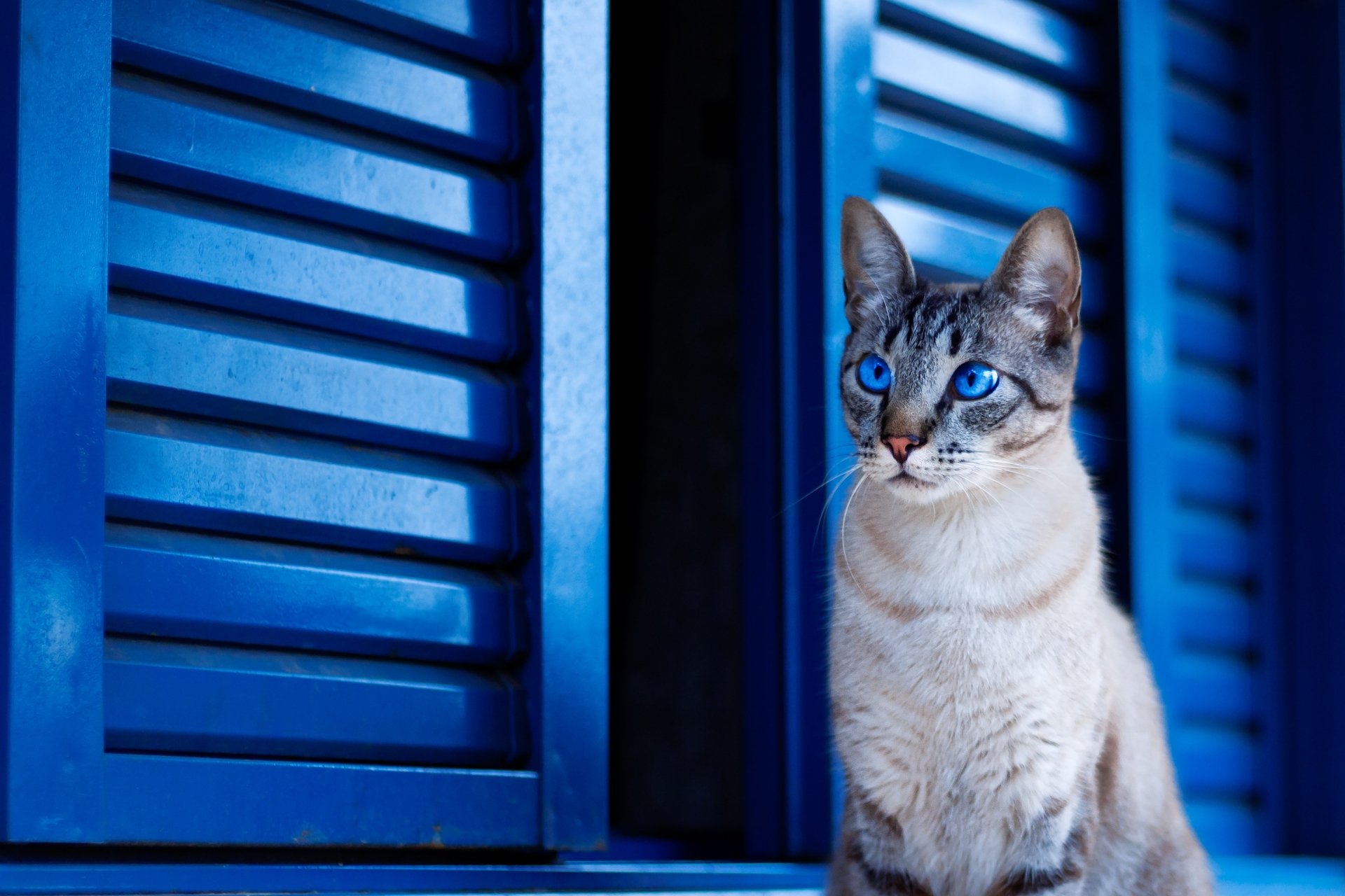 Blue Eyed Cat Sitting On A Ledge 🐱 Image Id 416208 Image Abyss