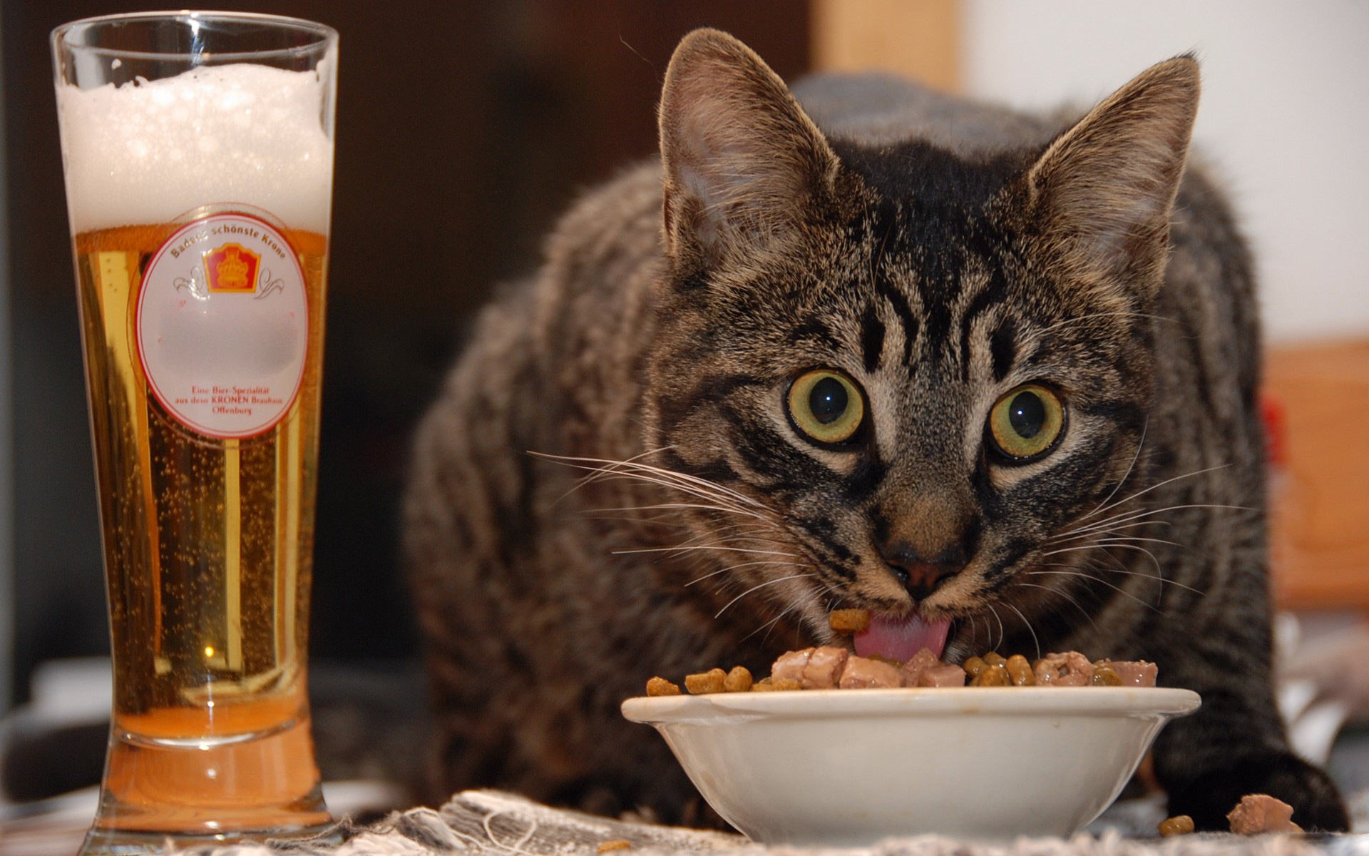 Cat Eating a Fortified Breakfast and a Glass of Beer🍺 Image ID