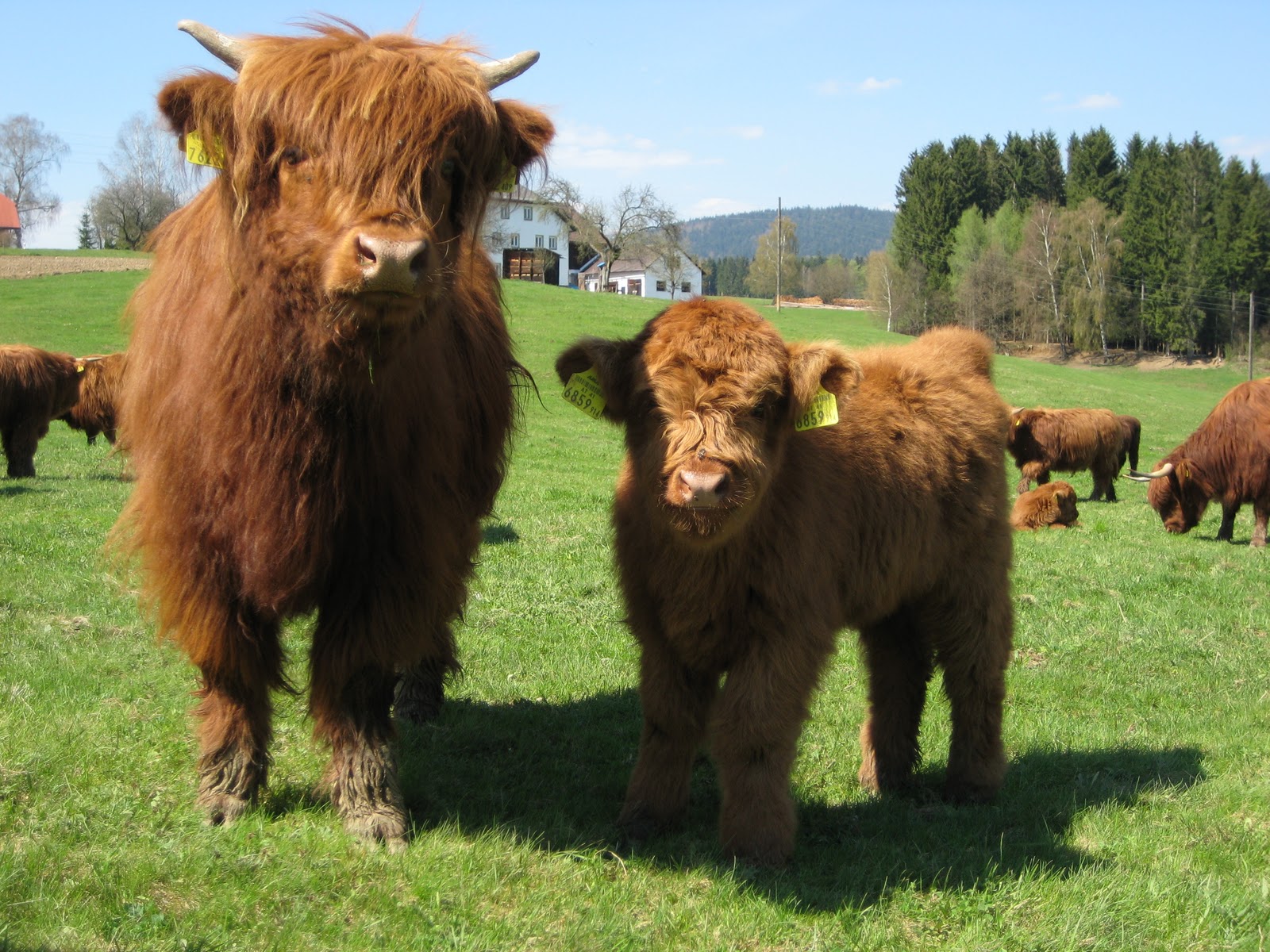 Highlander Cow and Her Calf