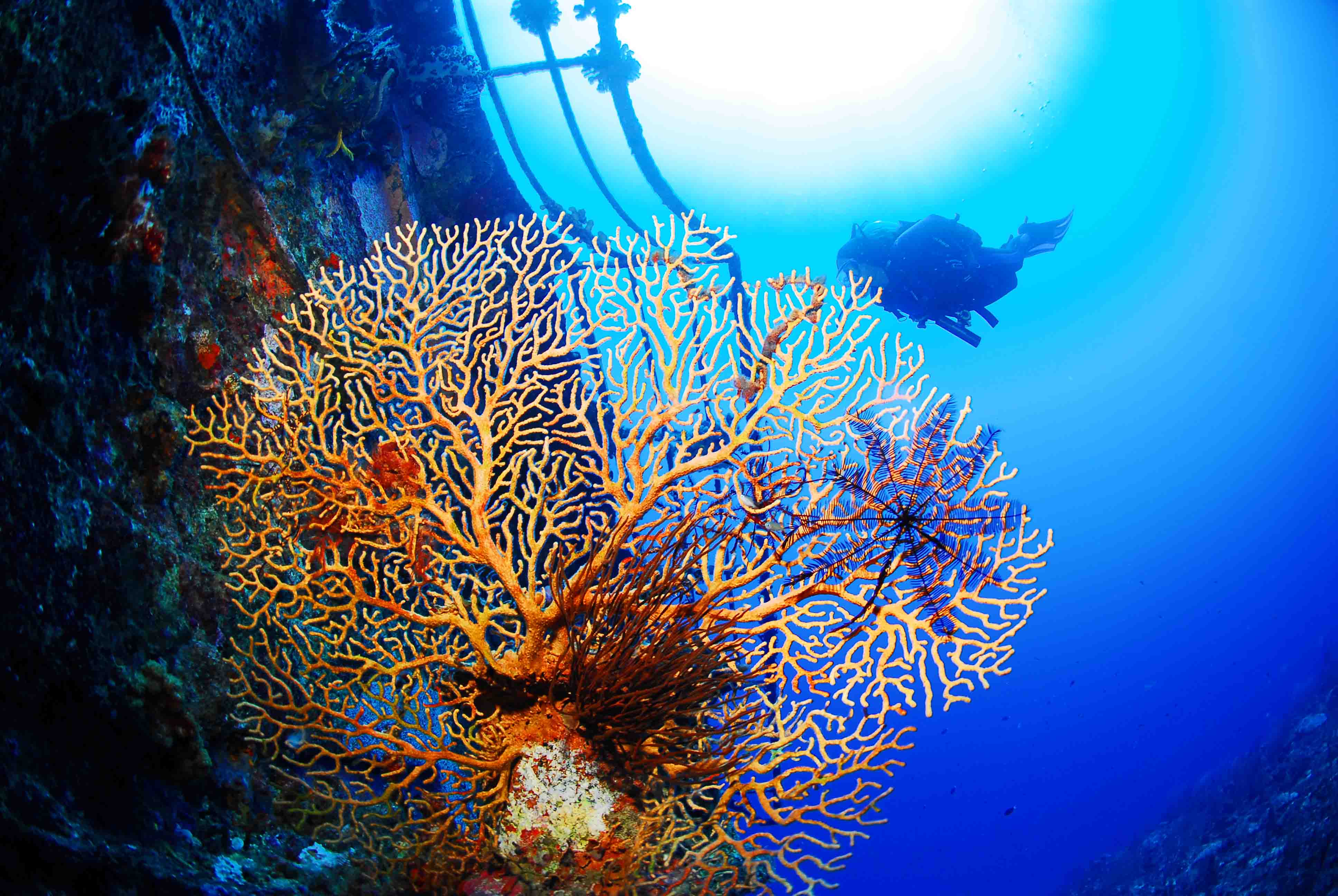 Coral Picture by Buceo Virtual