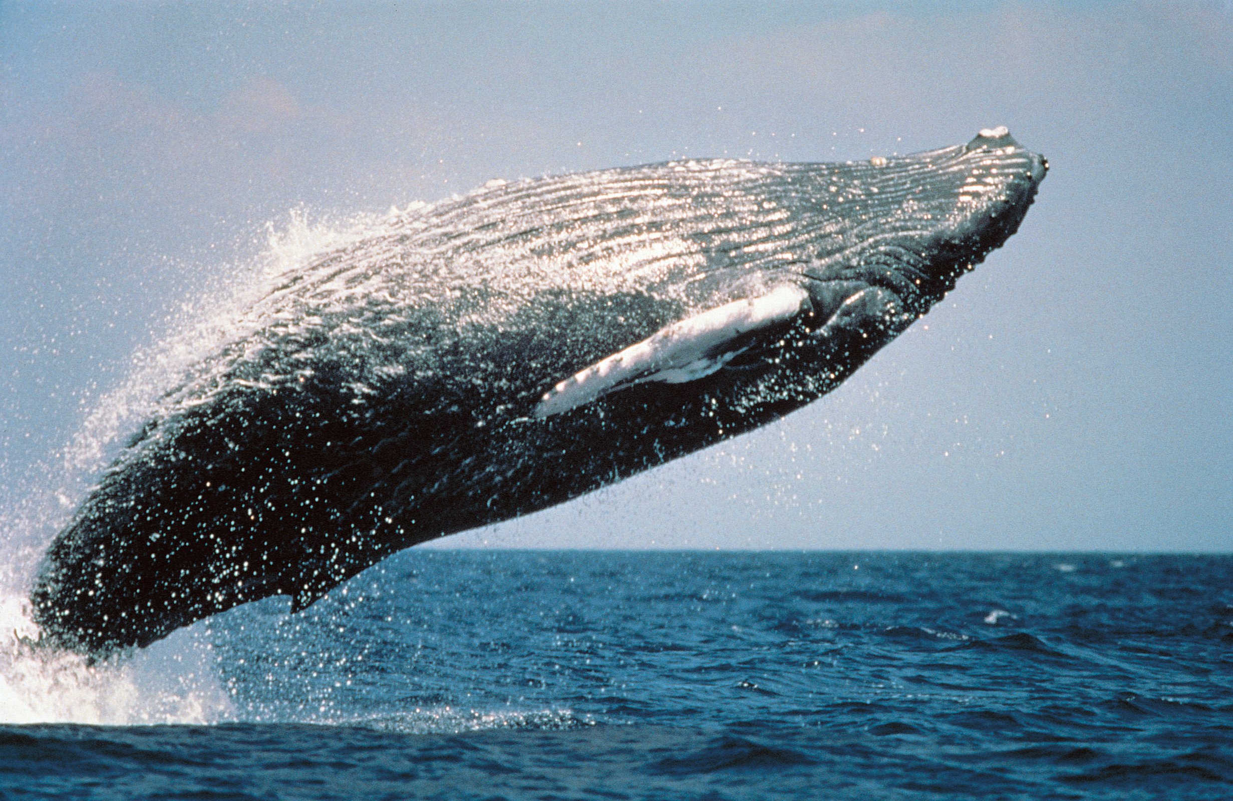 Кит самое большое млекопитающее. Китообразные горбатый кит. Горбач горбатый кит. Горбатый кит на Гавайях. Синий горбатый кит.