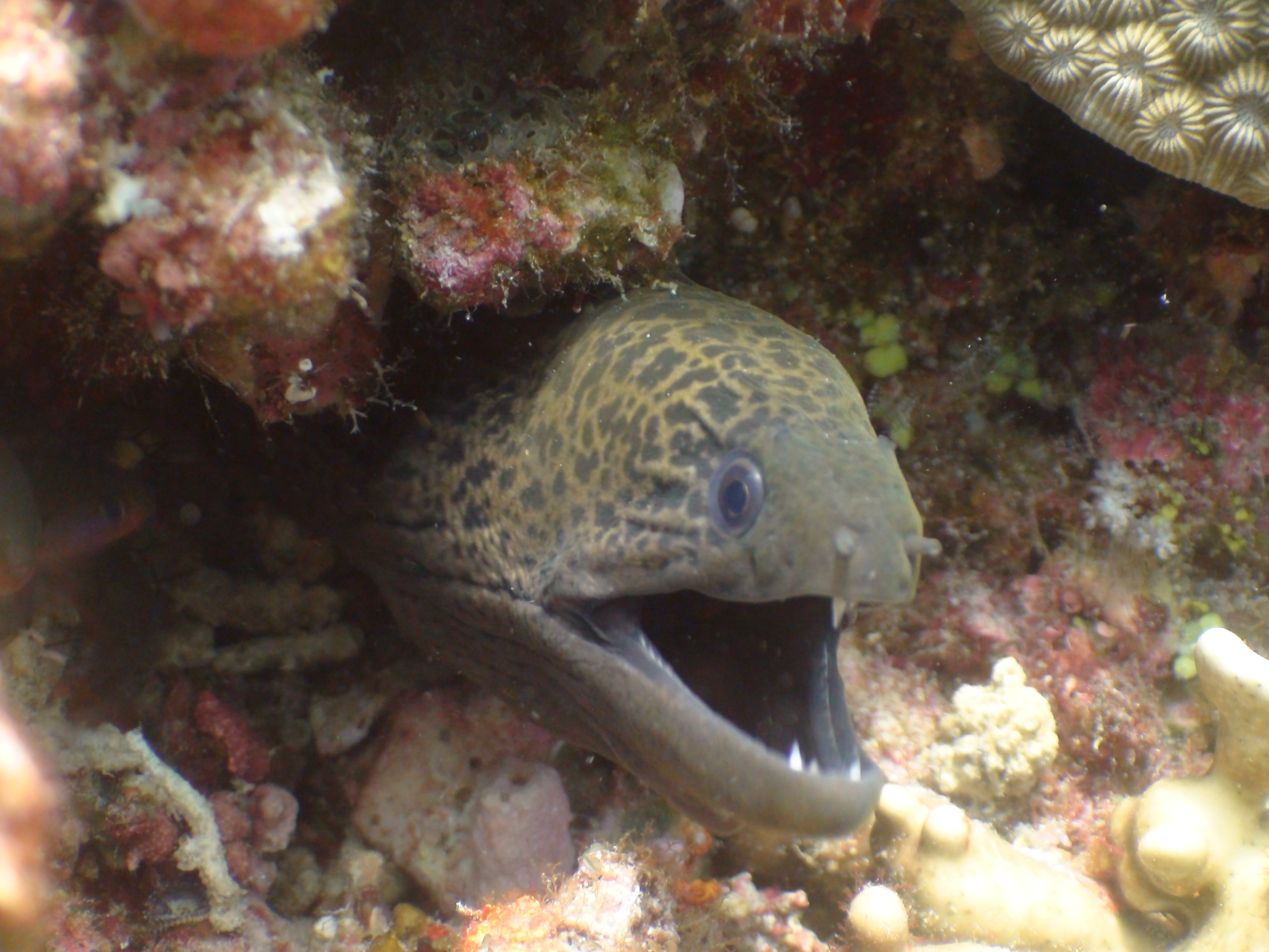 eel Picture by Buceo Virtual
