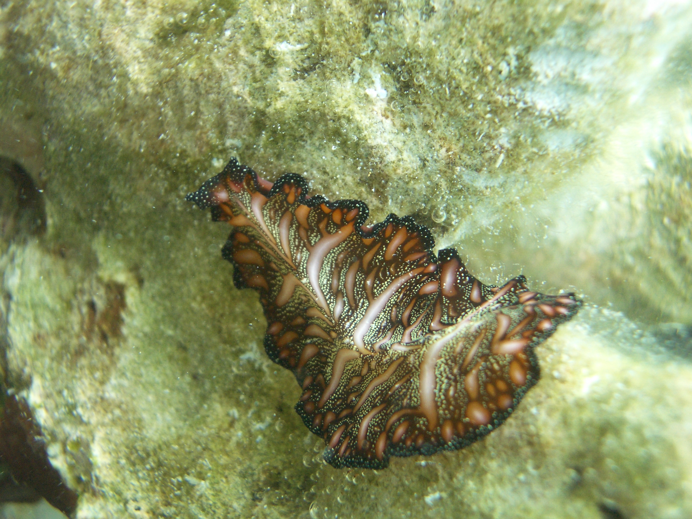 Sea snail Picture by Buceo Virtual