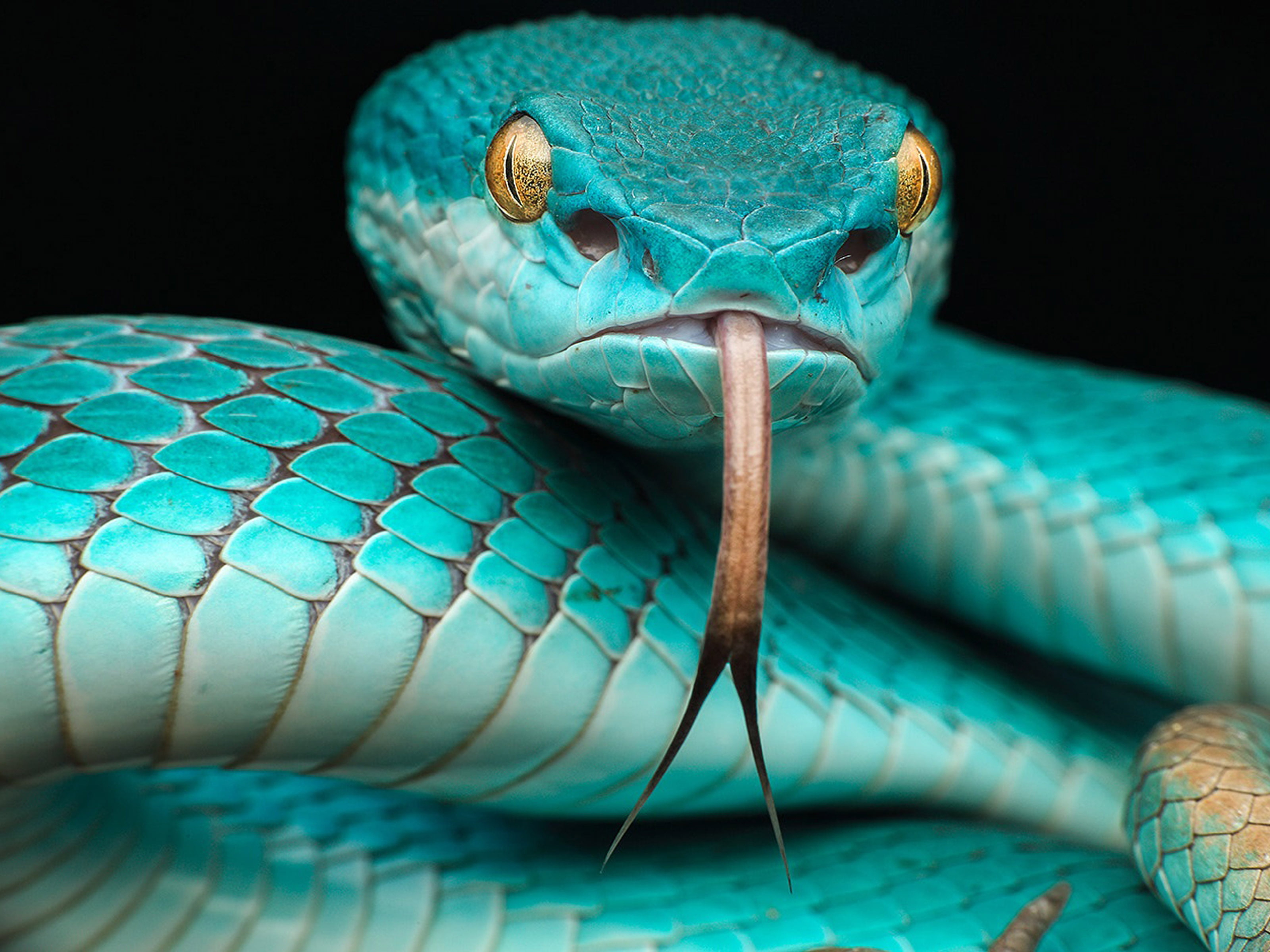 Japanese Blue Poison Snake.