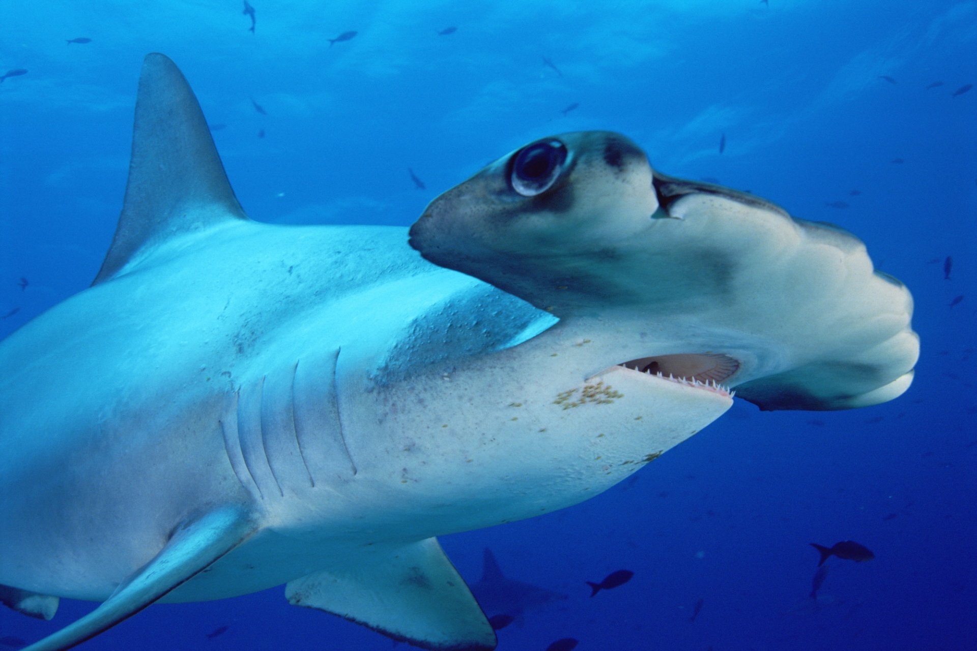 Hammerhead Shark - Desktop Wallpapers, Phone Wallpaper, PFP, Gifs, and ...