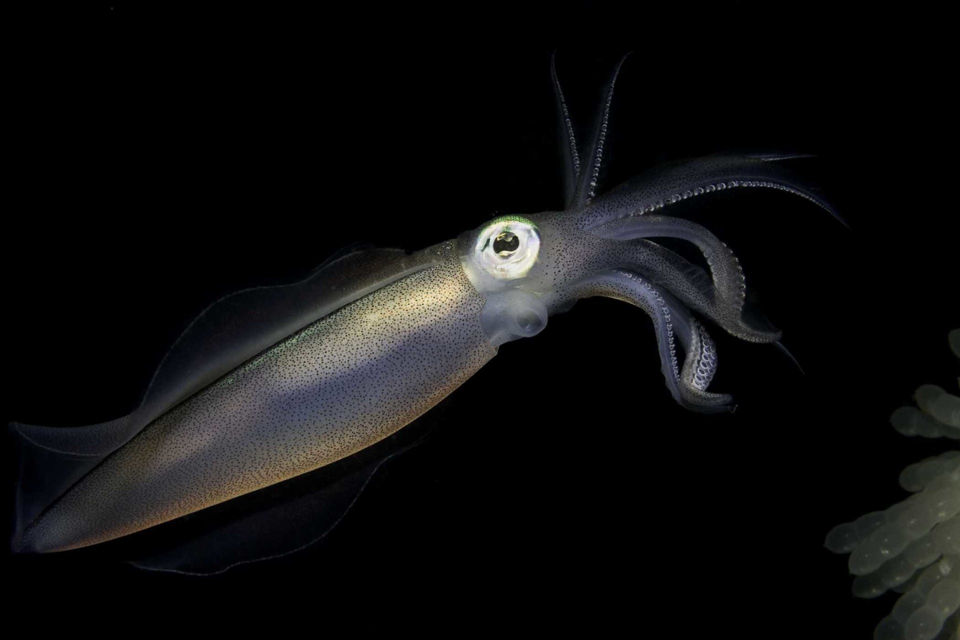 Squid - Desktop Wallpapers, Phone Wallpaper, PFP, Gifs, and More!