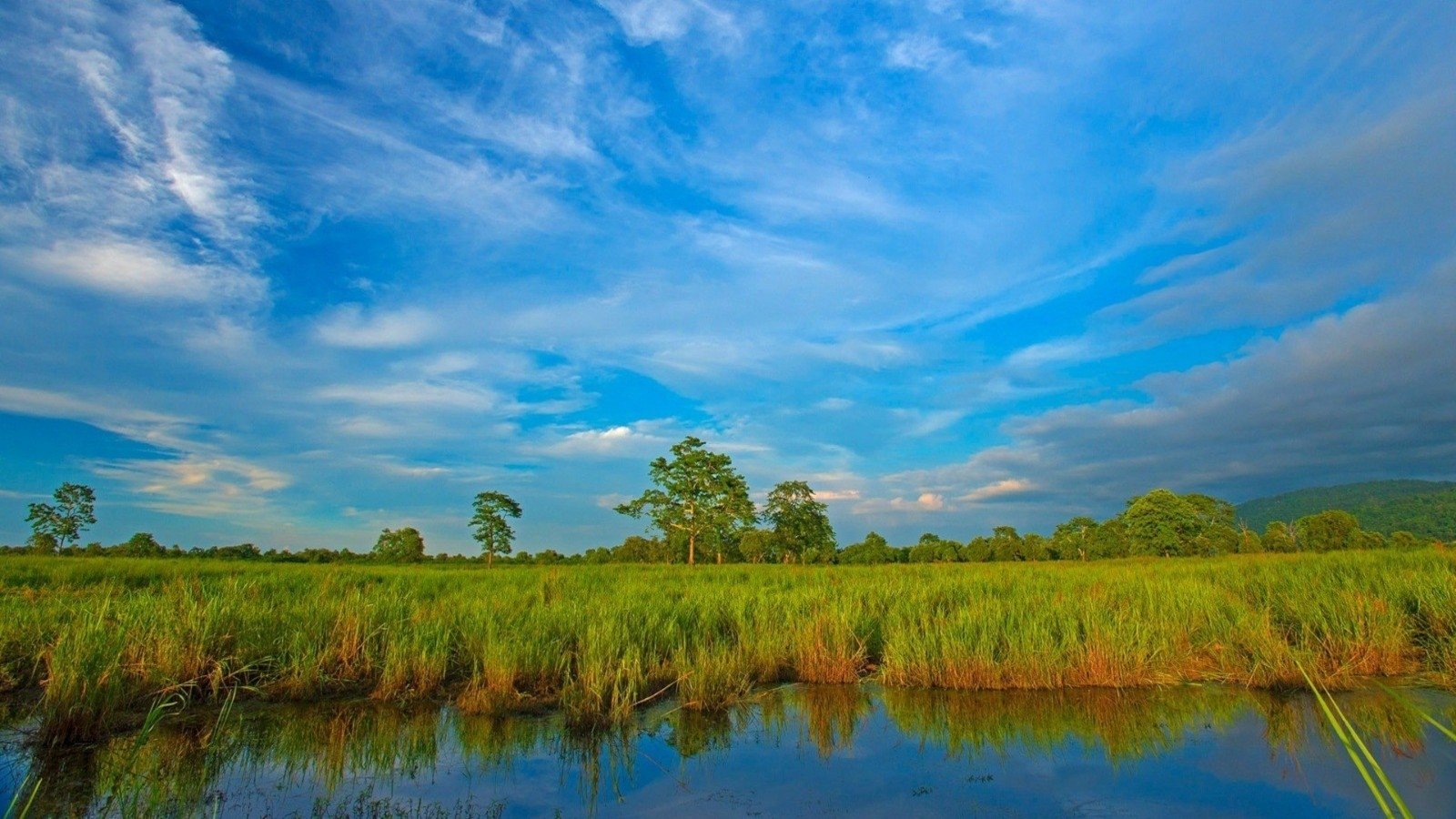 Wetlands in Kaziranga National Park, India by Dhritiman Mukherjee