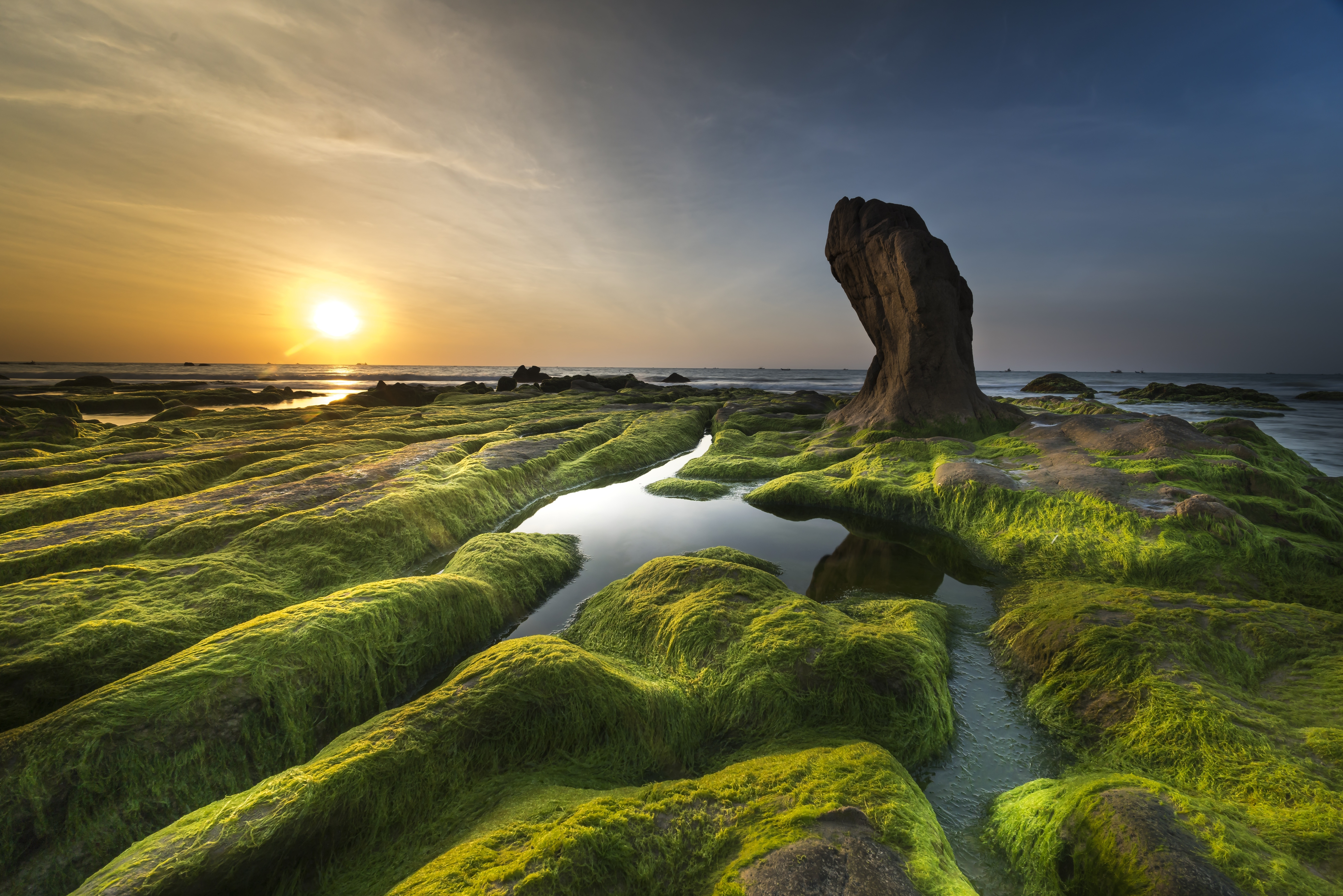 Algae or Seaweed on Rocks by Quang Nguyen vinh