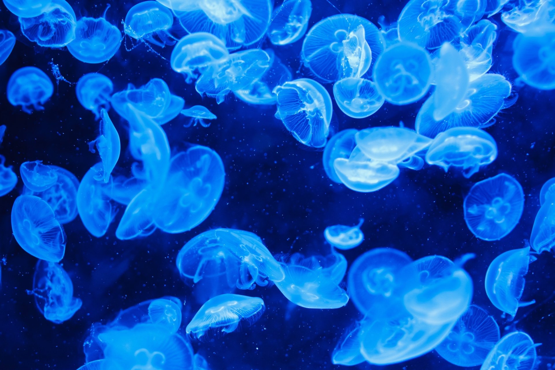  Moon Jellyfish