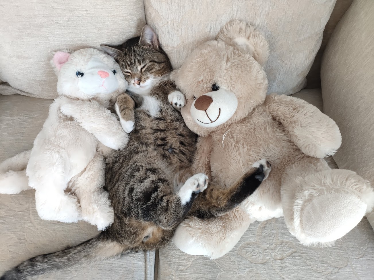 cute cat teddy bear