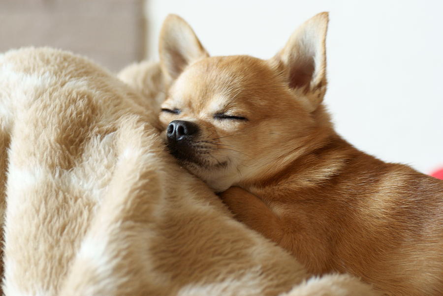 Sleeping Chihuahua by Tomoaki Takahaski