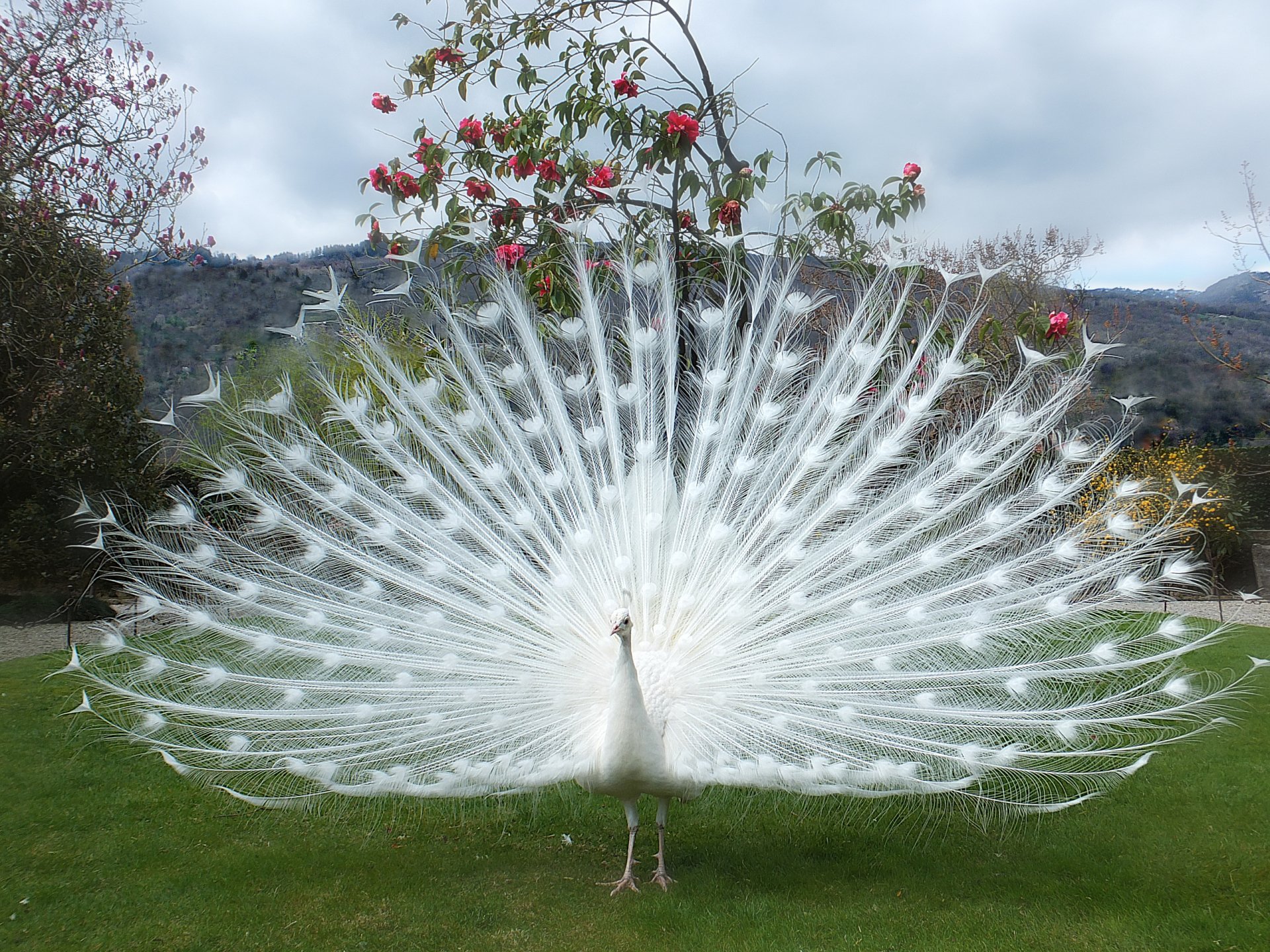 Albino rhoa feather poe что это