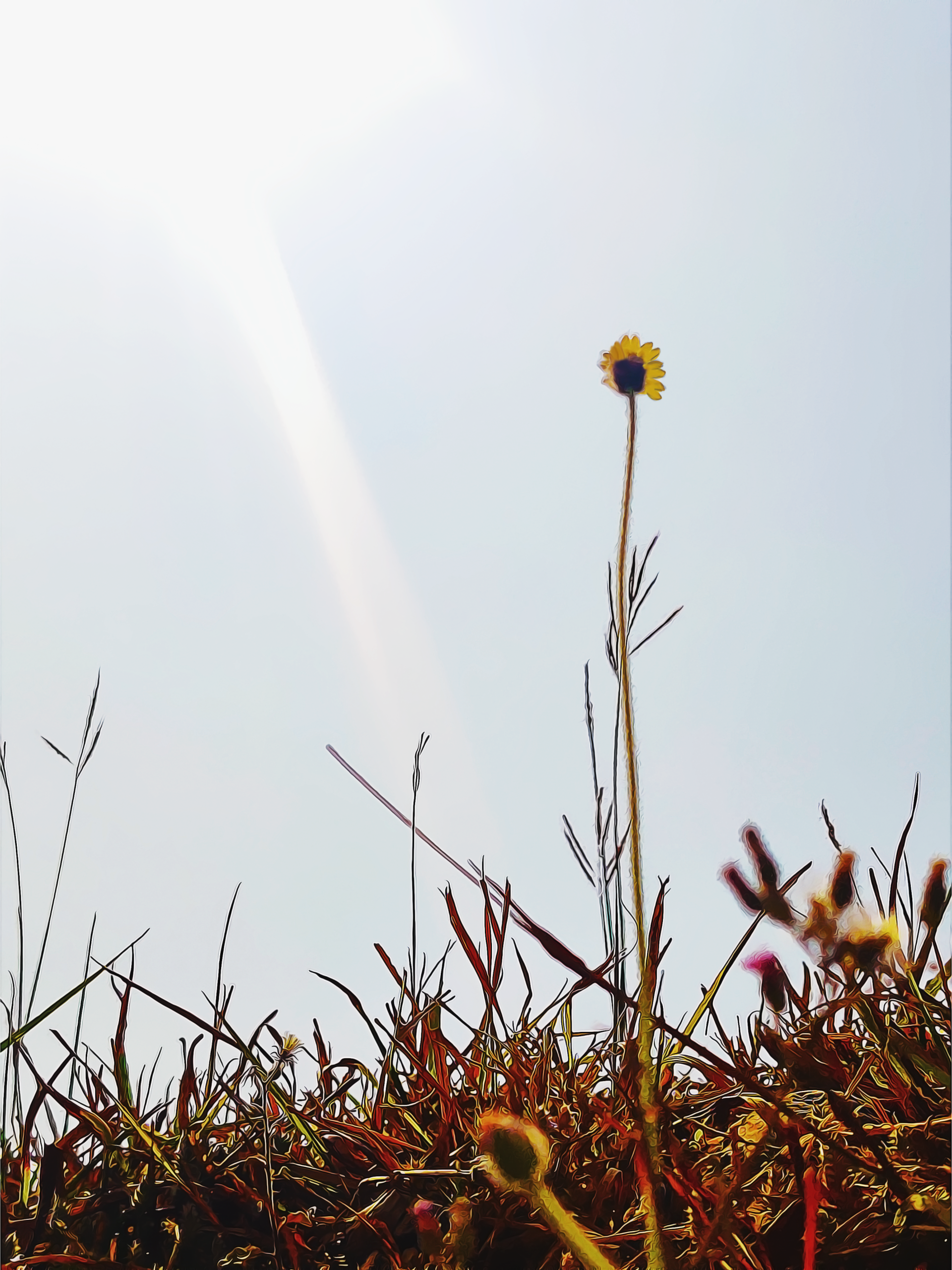 yellow flower grass Image