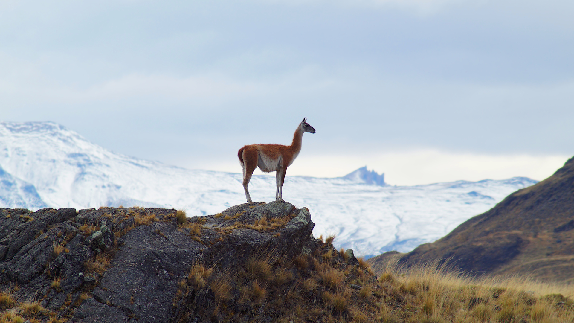 This is a Guanaco. He is not Emperor Kuzco. by LarsRa