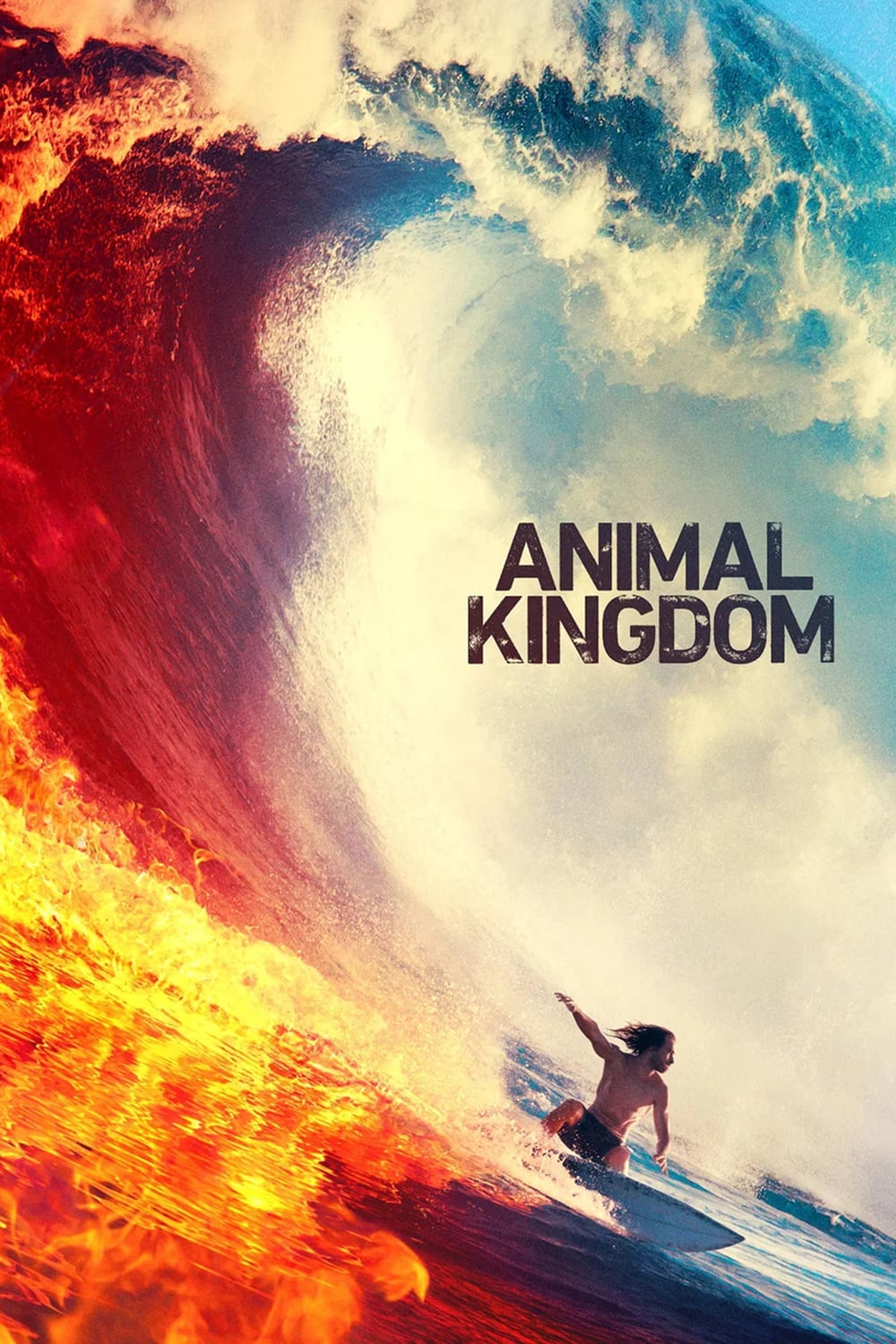 Animal Kingdom Picture