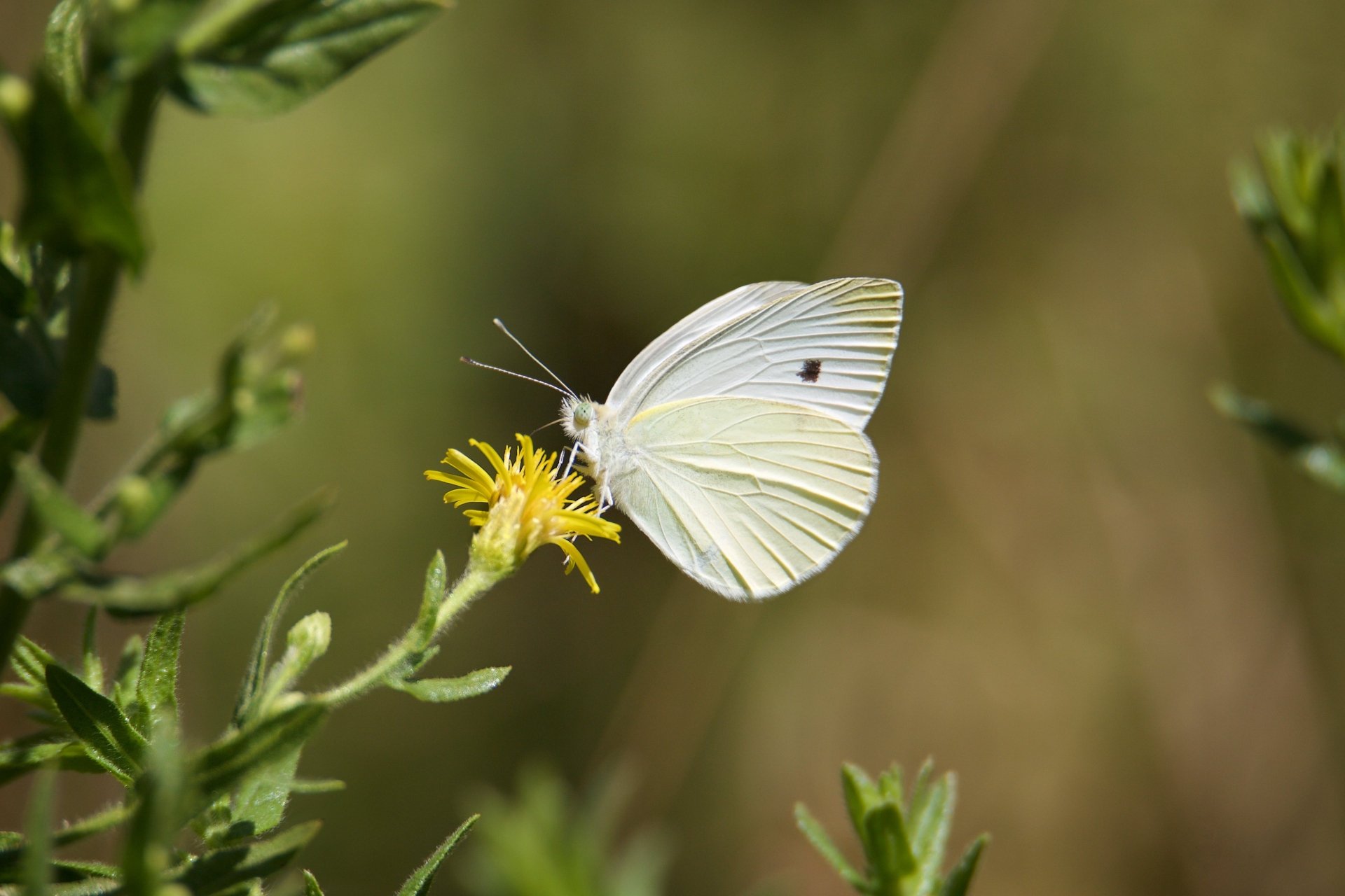 insect macro flower Animal butterfly Image