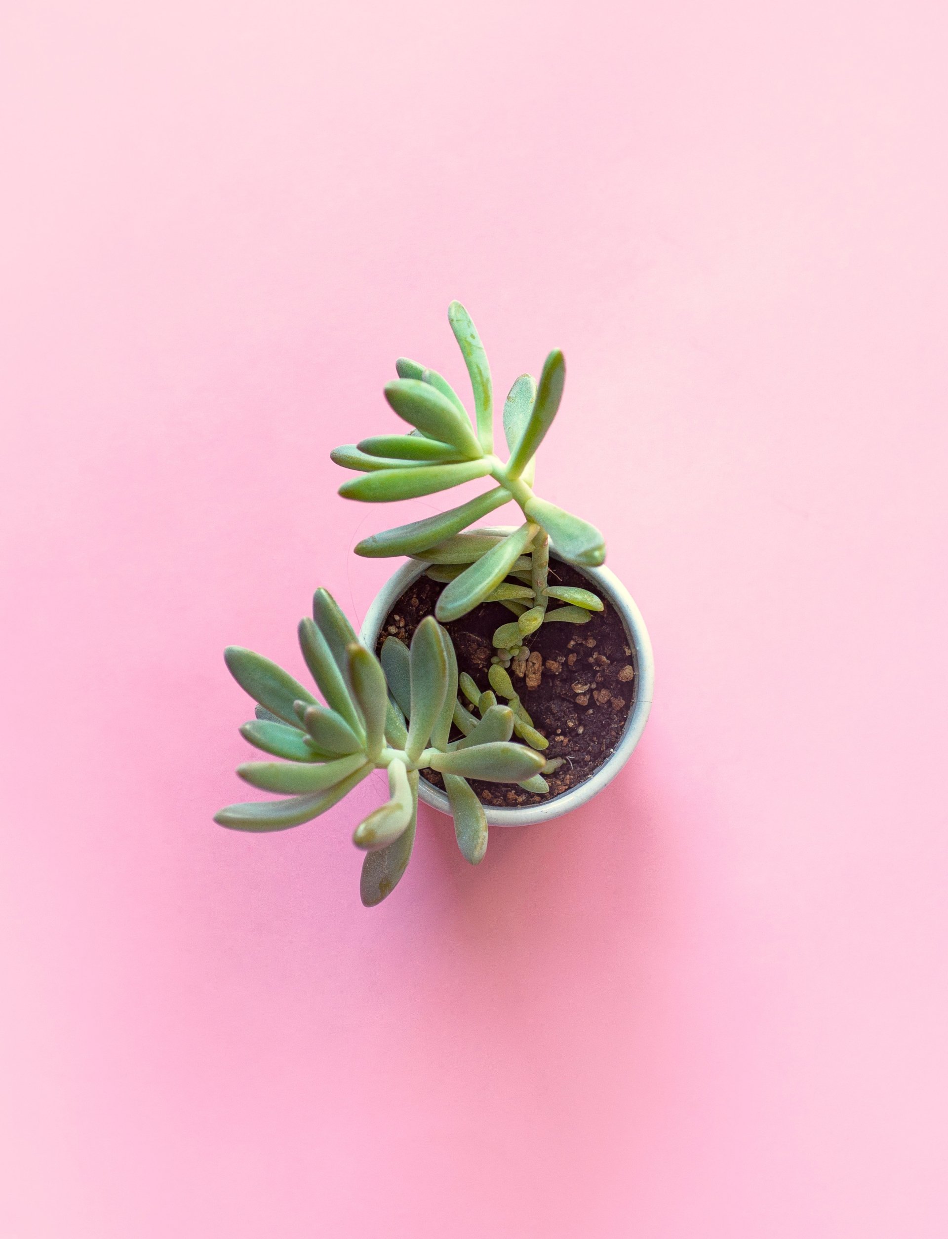  Potted Succulent On Pink Background