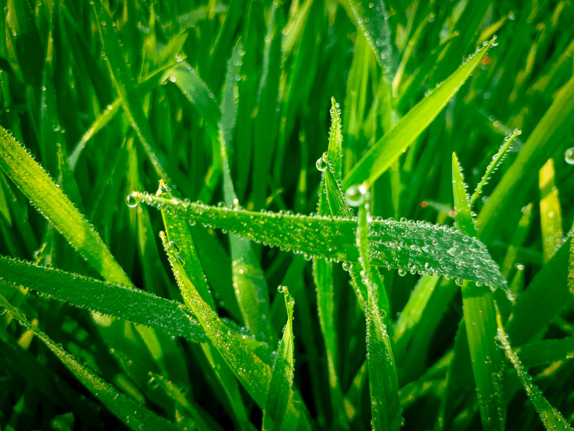  In winter season click a picture in morning