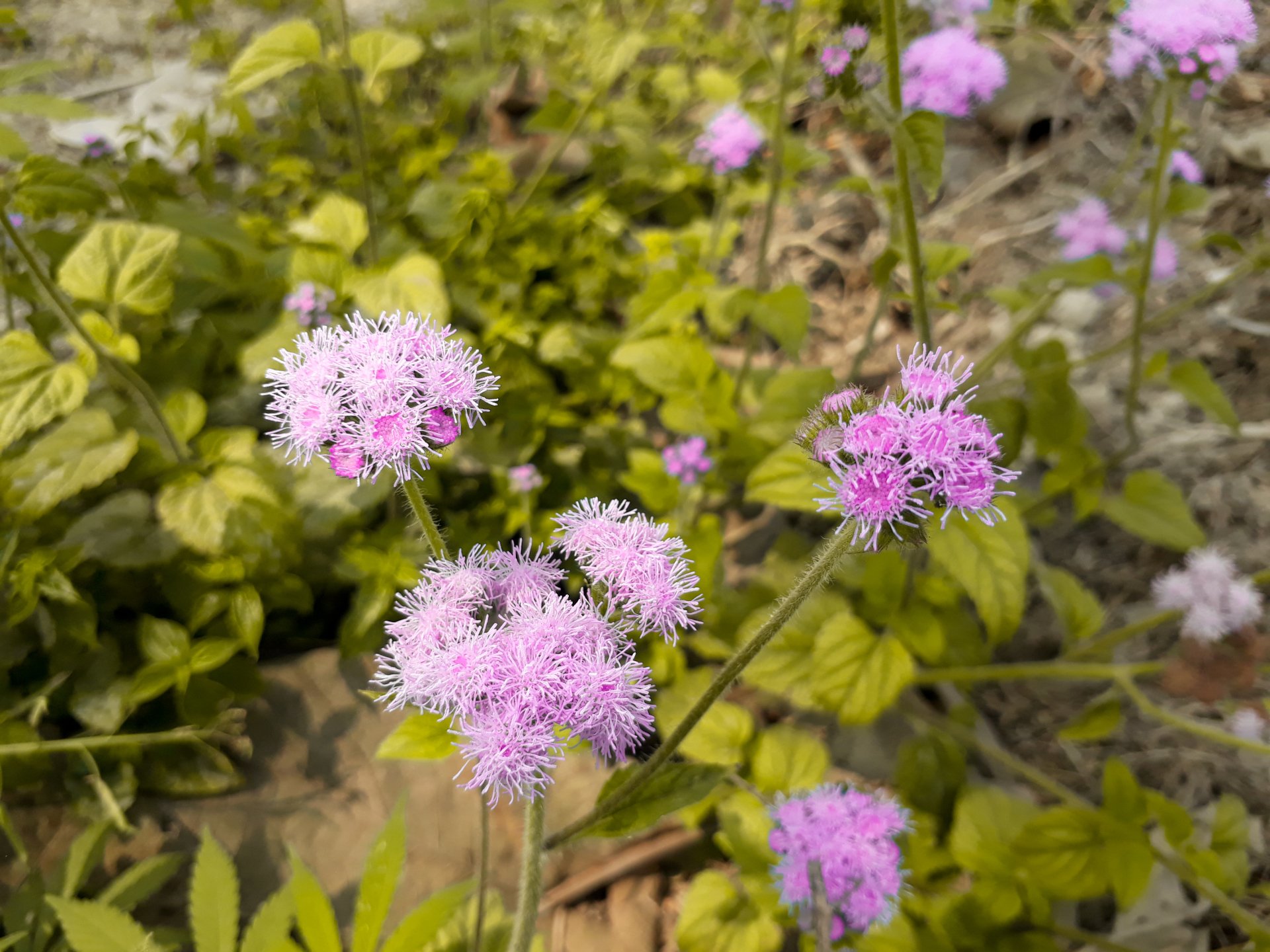  Clicking picture on site in kushinagar