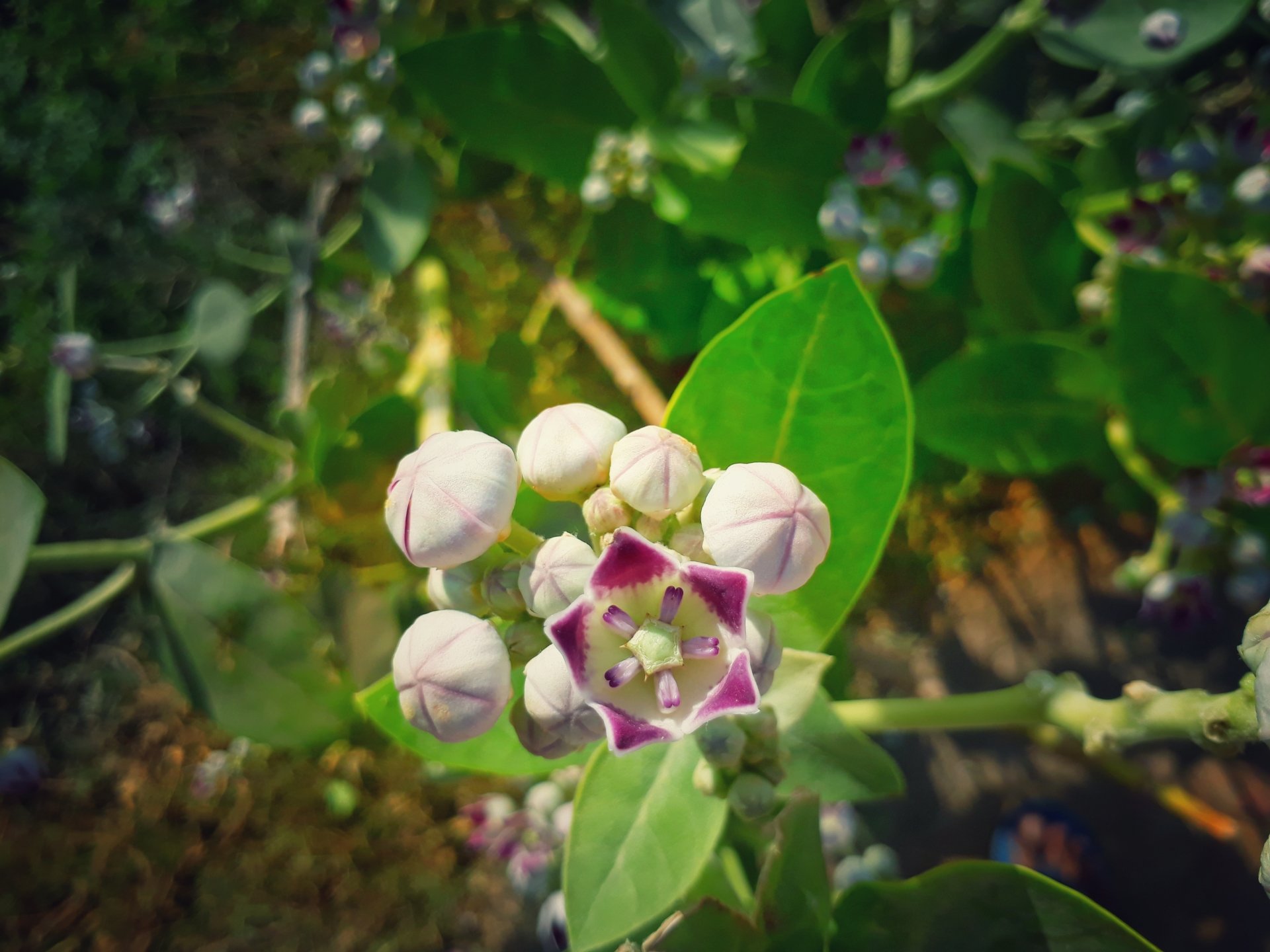  Madar ka shiv flower